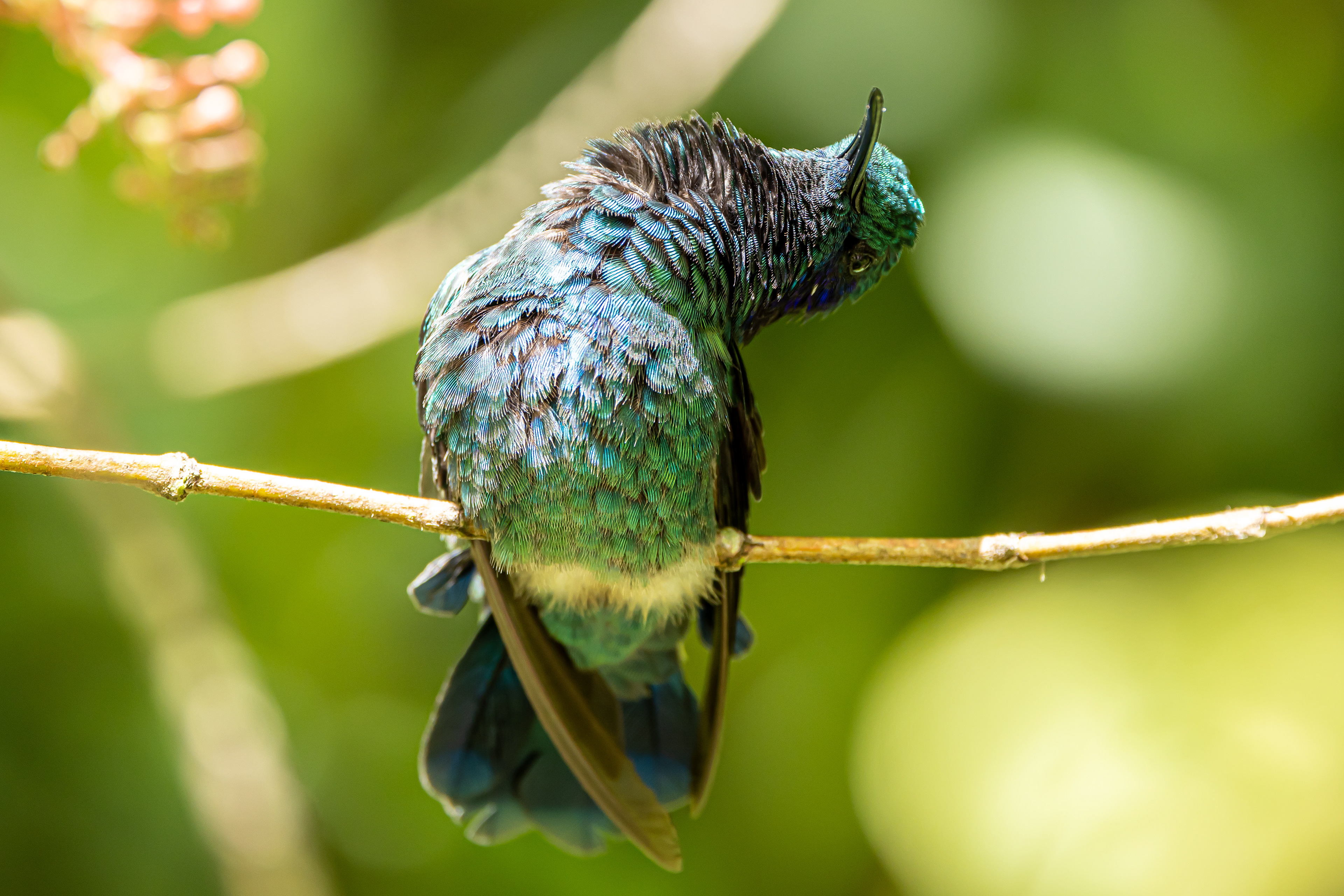 Green Violetear - Costa Rica