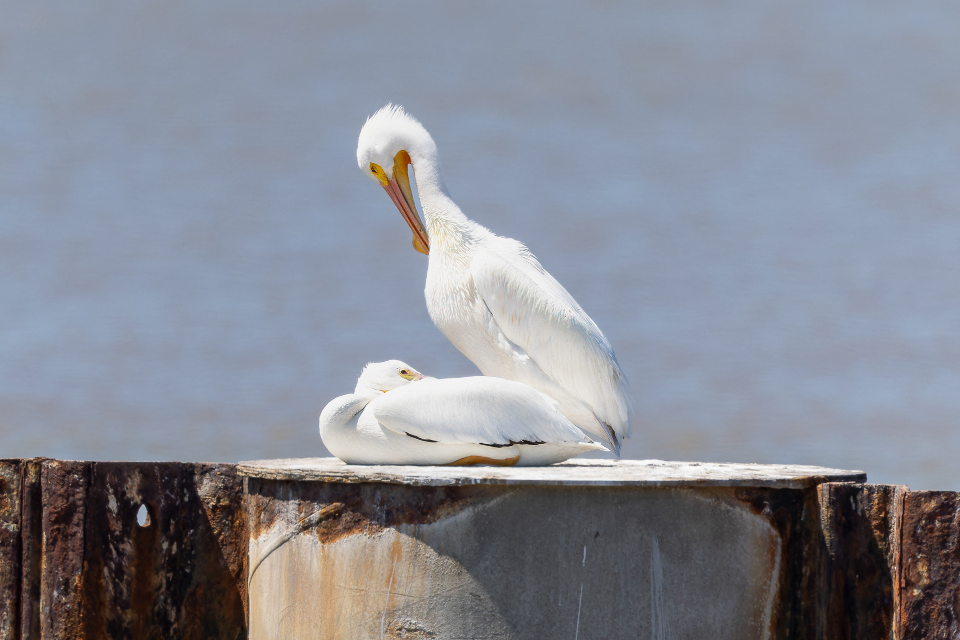 American White Pelican - USA