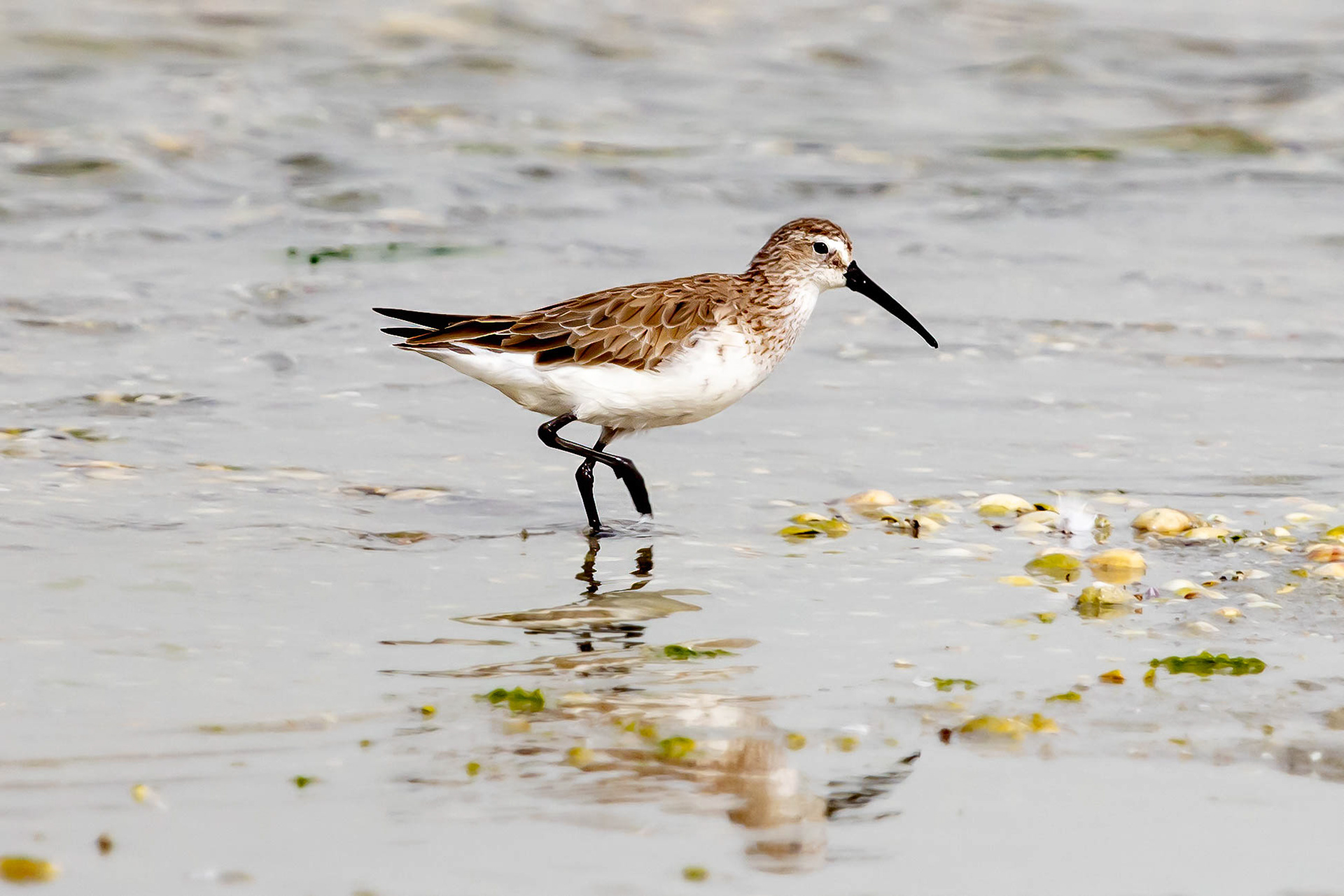 Curlew Sandpiper - Bahrain