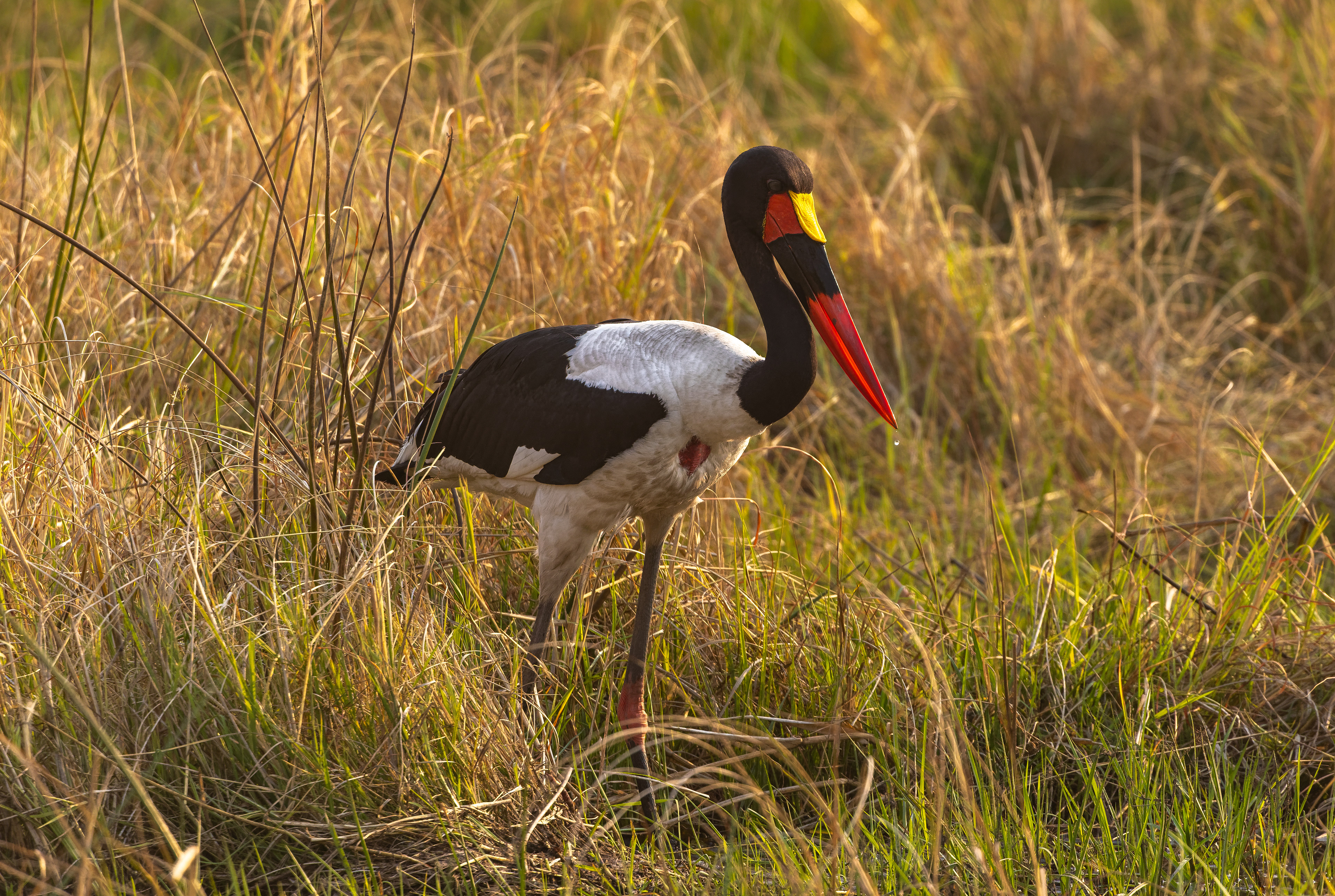 Saddle-billed Stork - Botswana