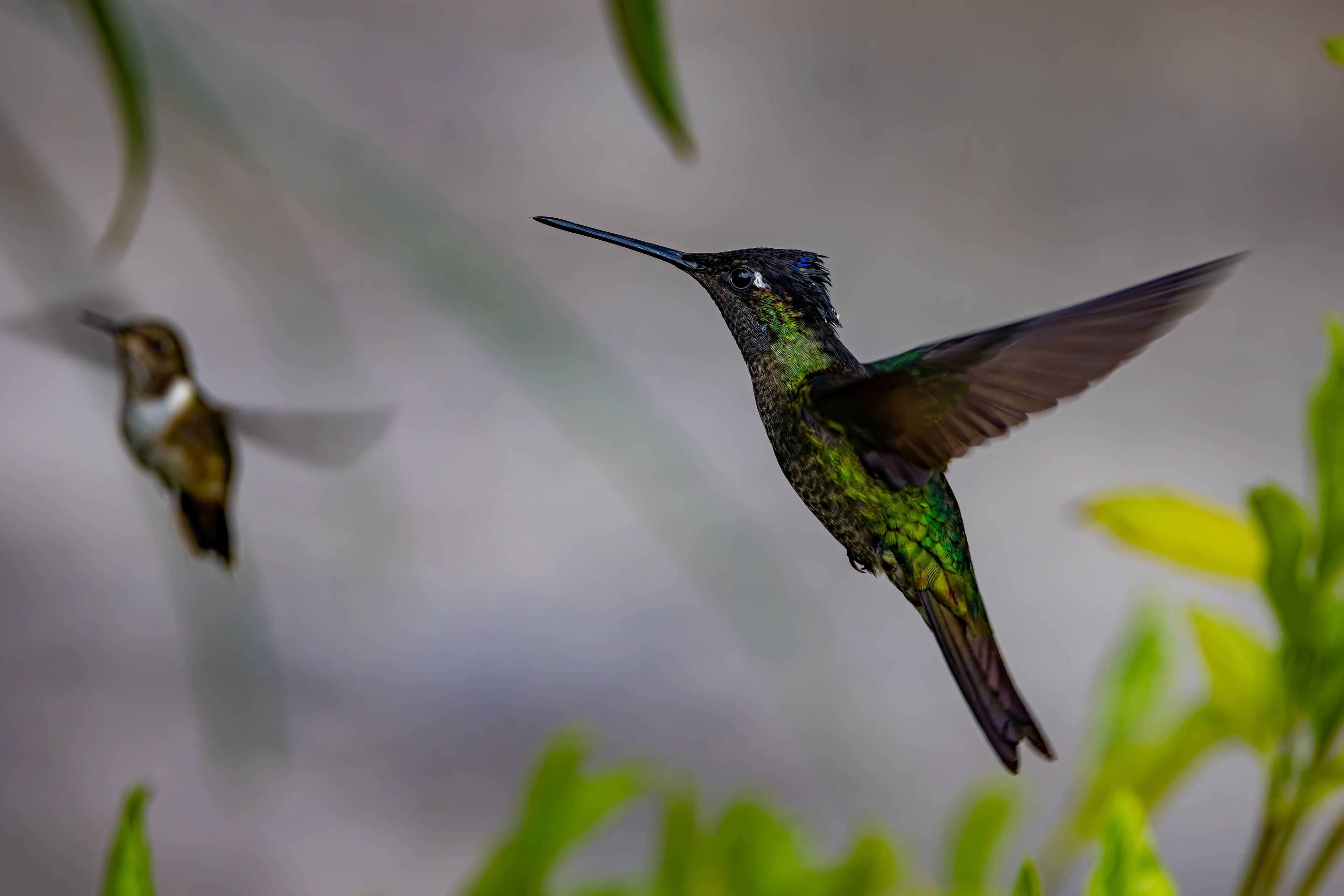 Talamanca and Scintillant Hummingbird - Costa Rica