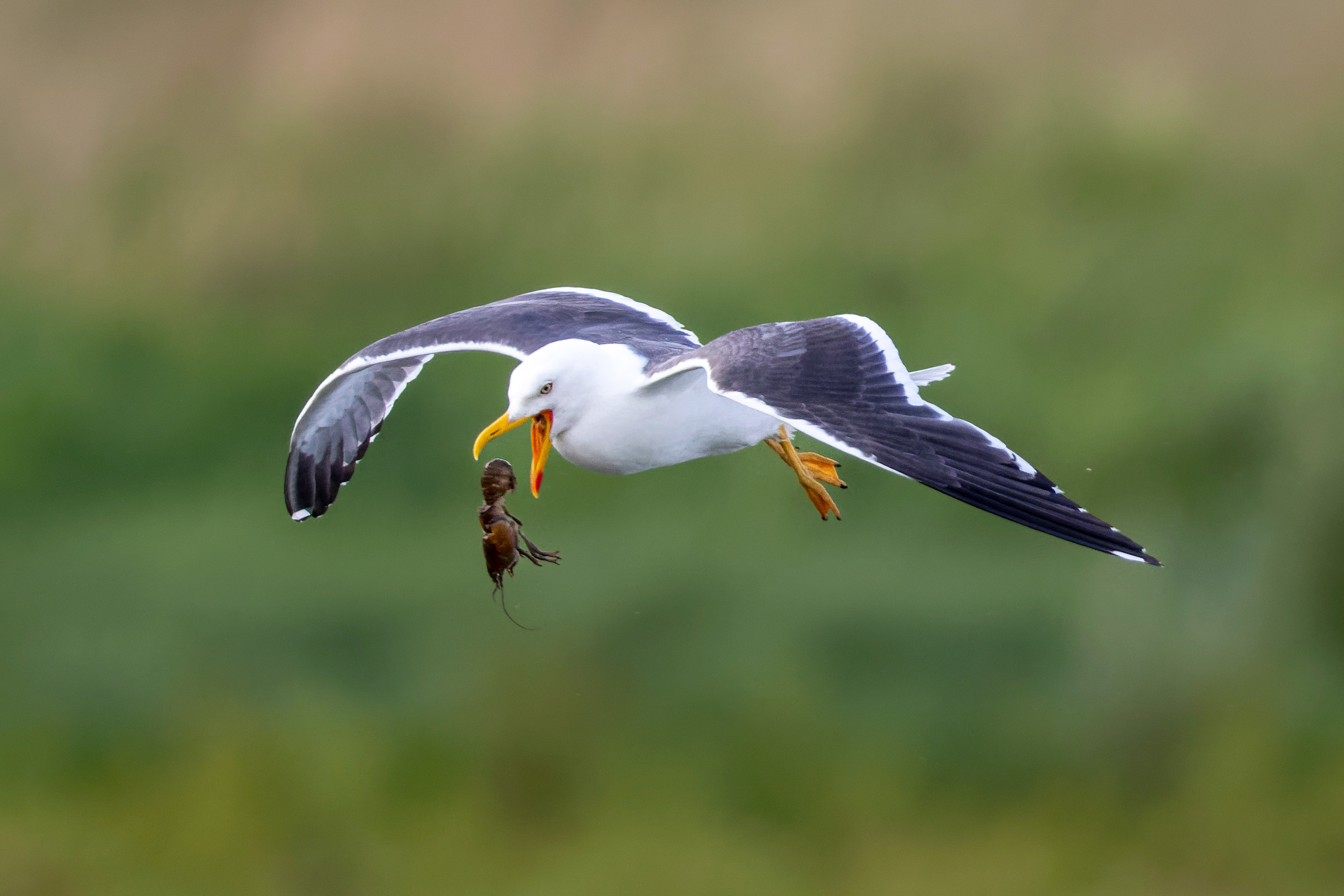 Lesser Black-backed Gull - UK