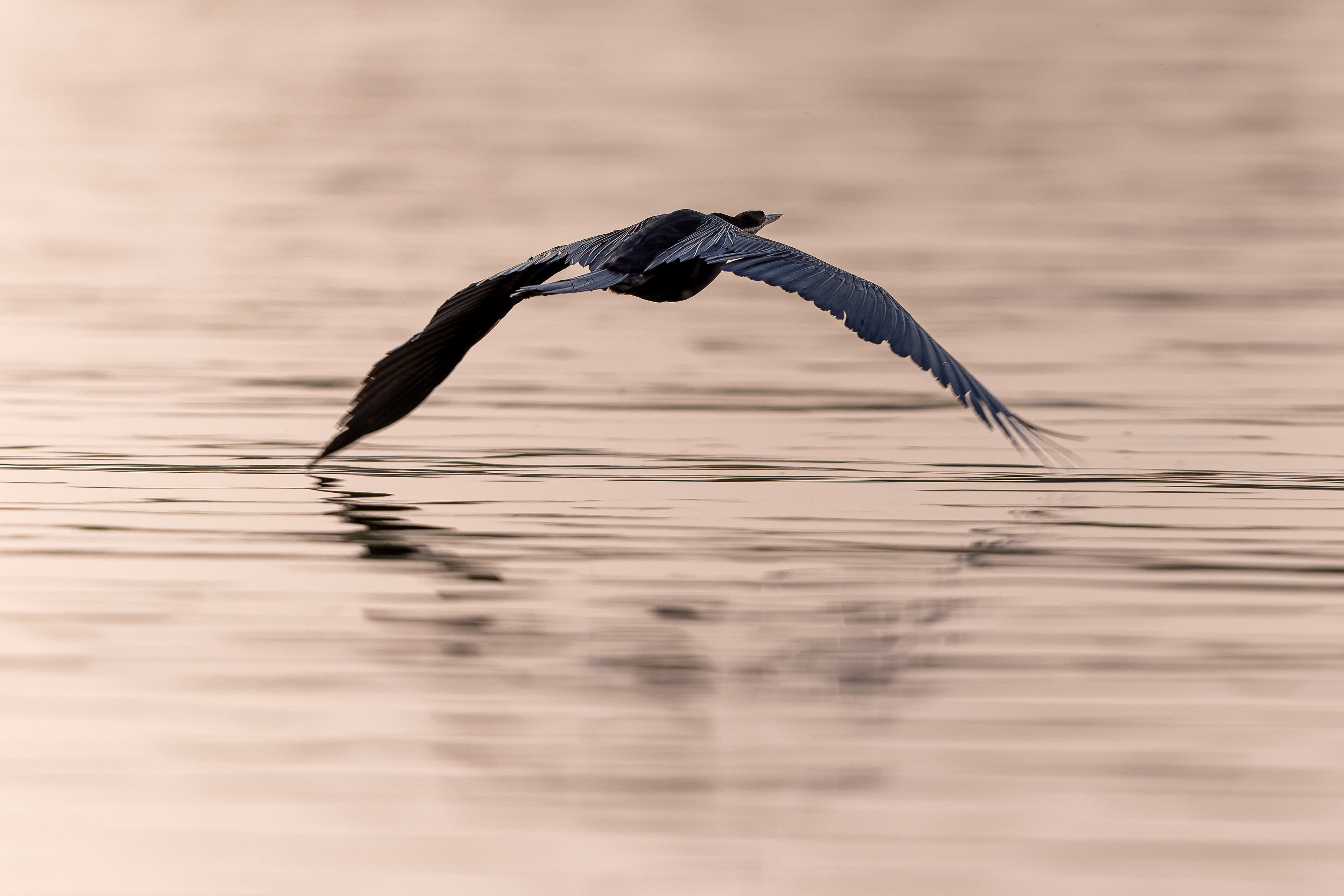 African Darter - Botswana