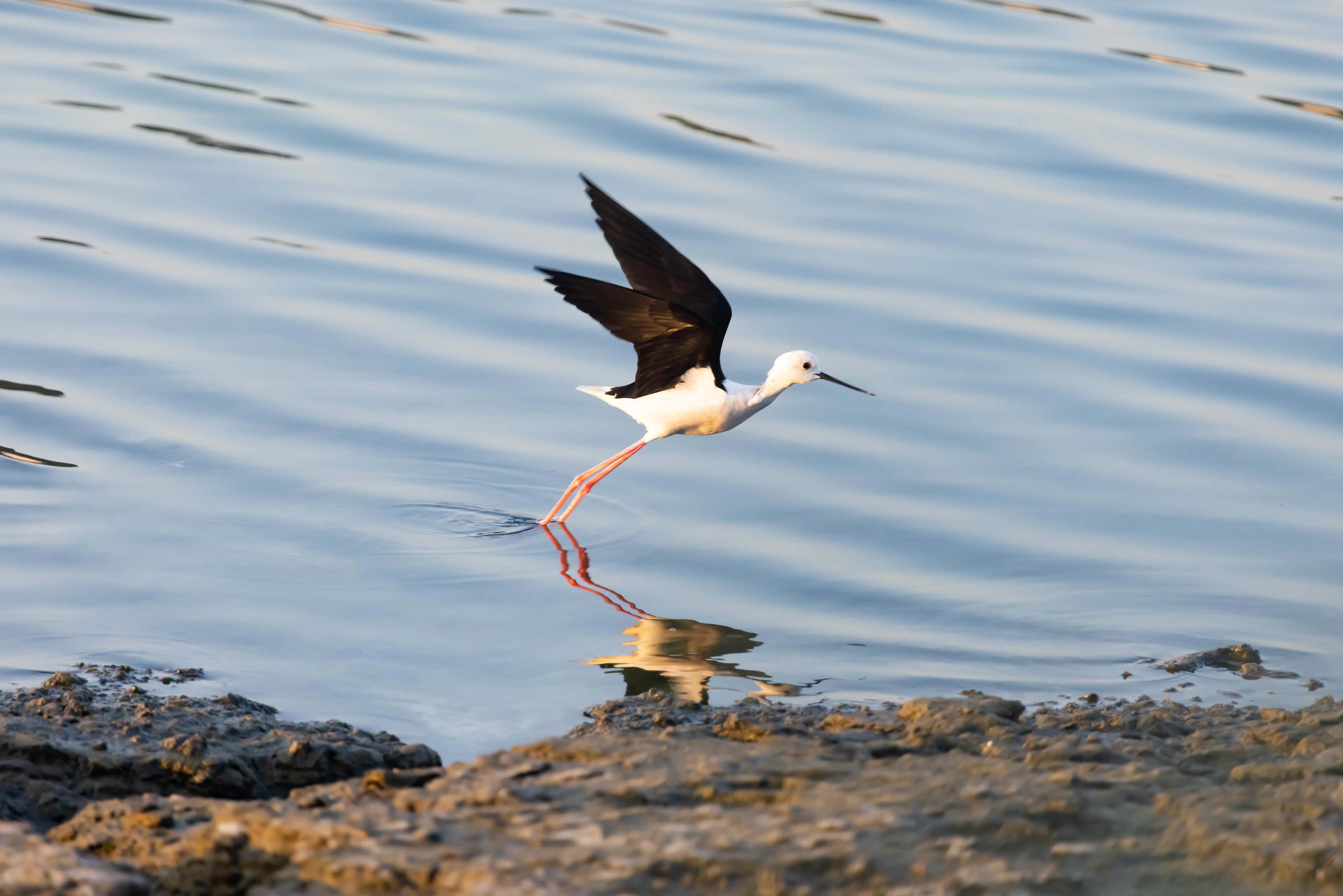 Black-winged Stilt - Bahrain