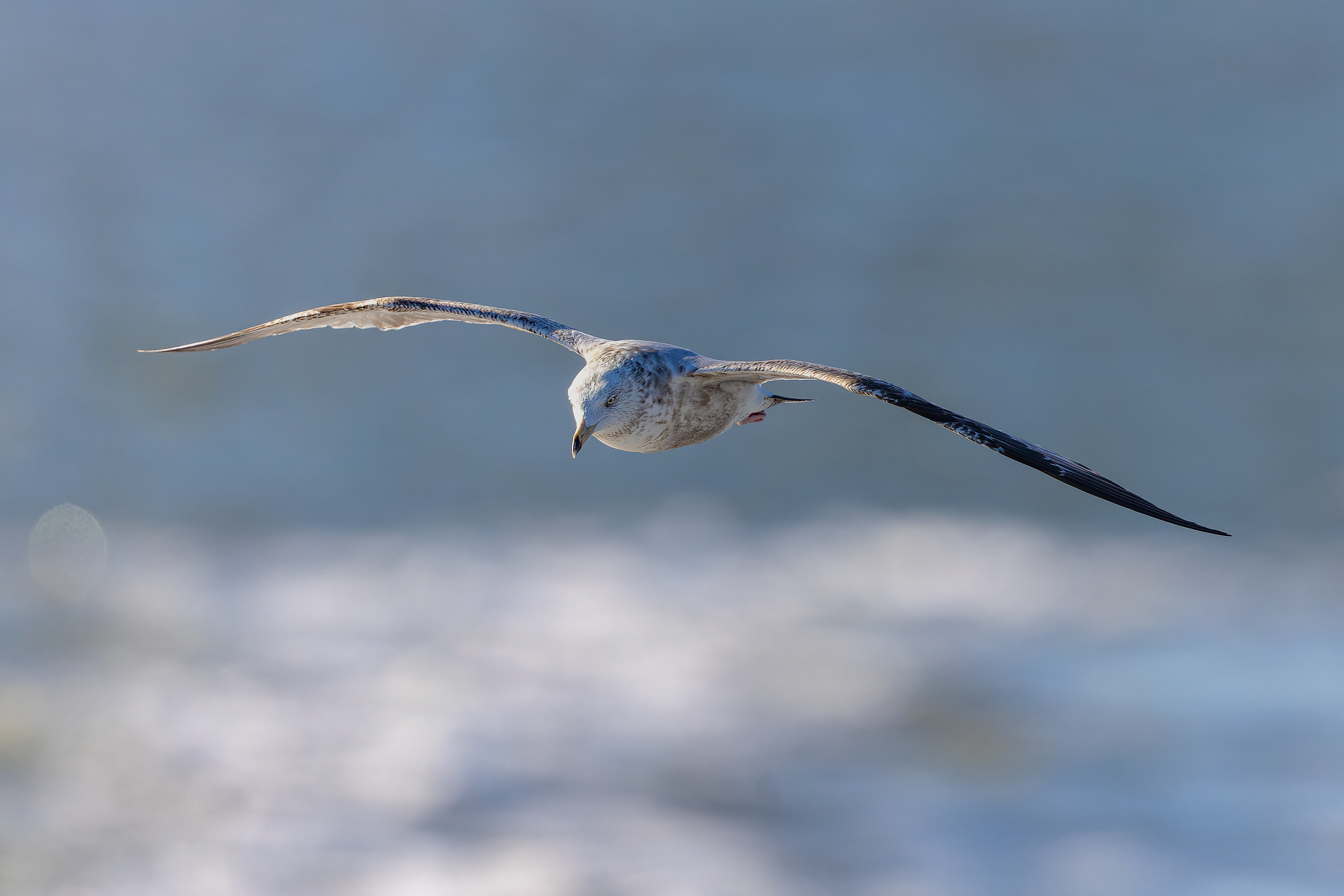 American Herring Gull - USA