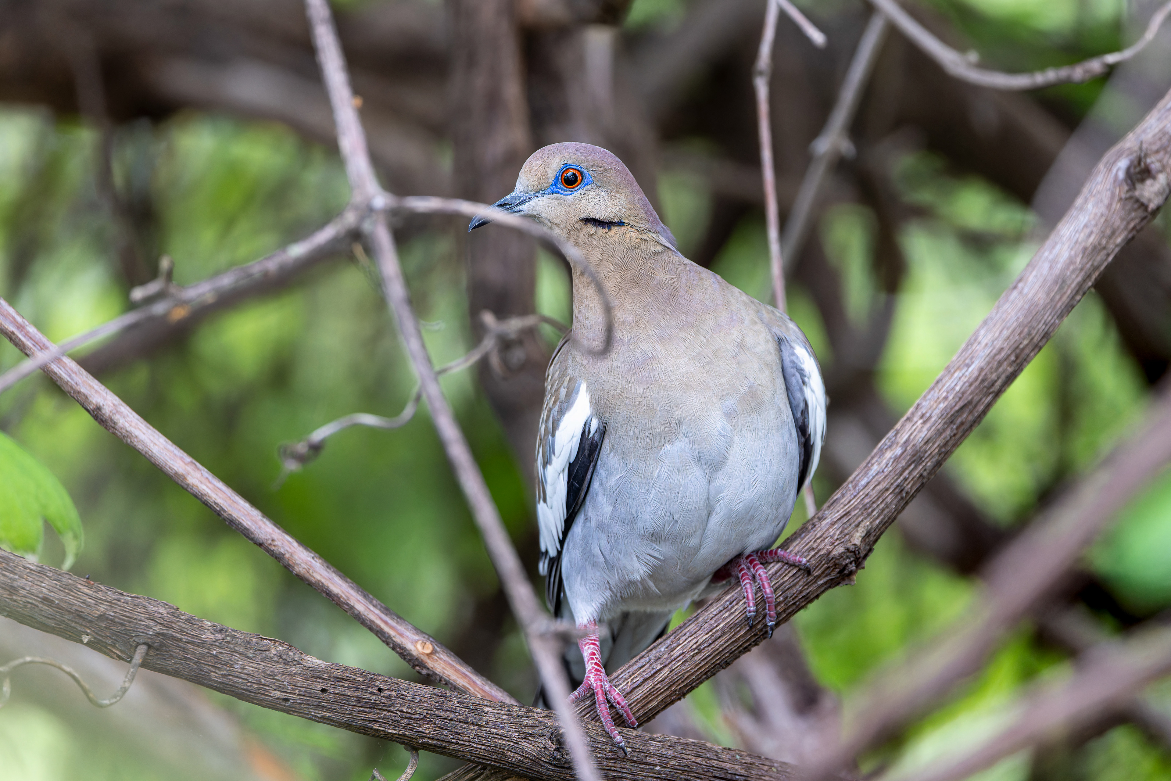 White-winged Dove - USA
