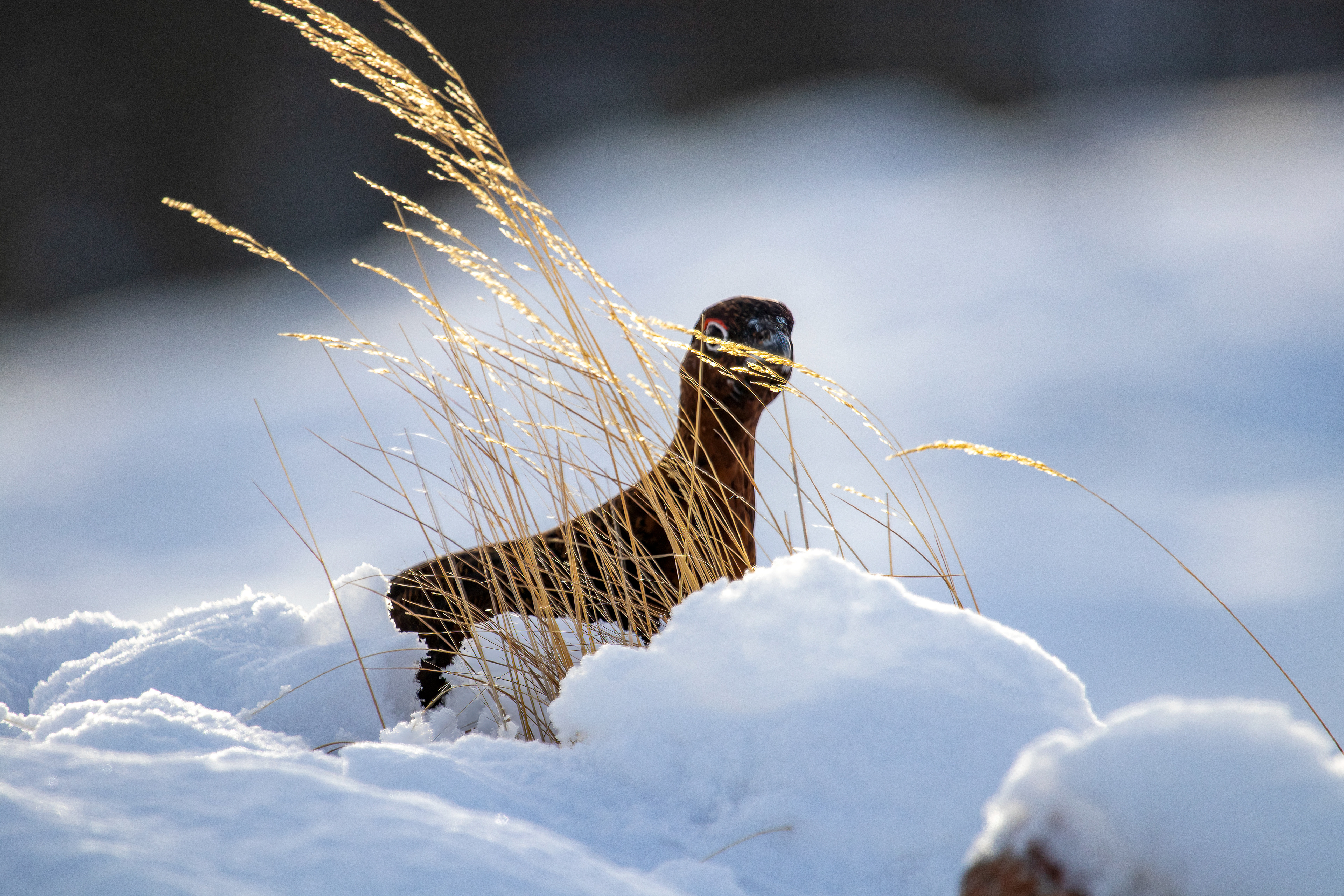 Red Grouse - Scotland