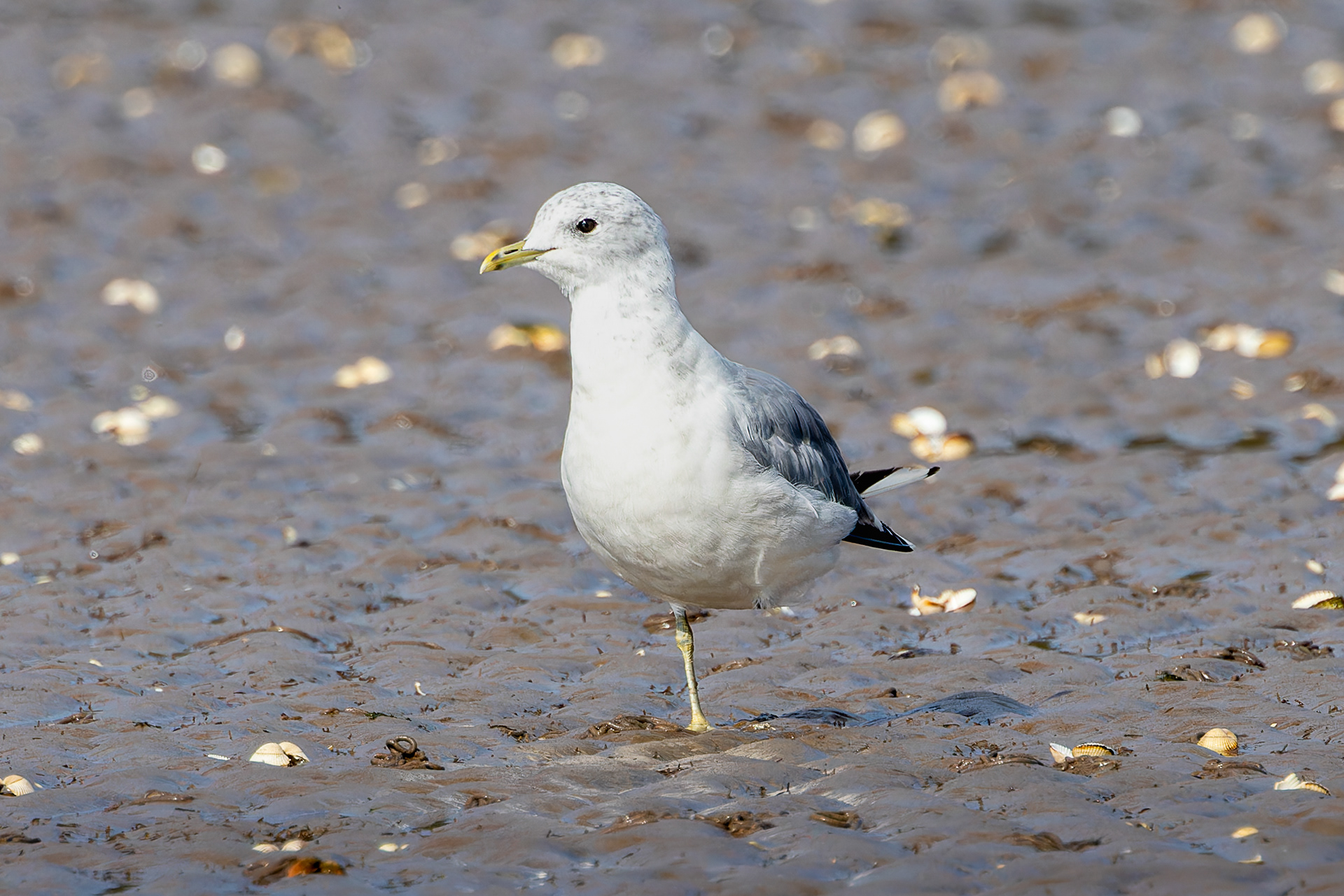Common Gull - UK