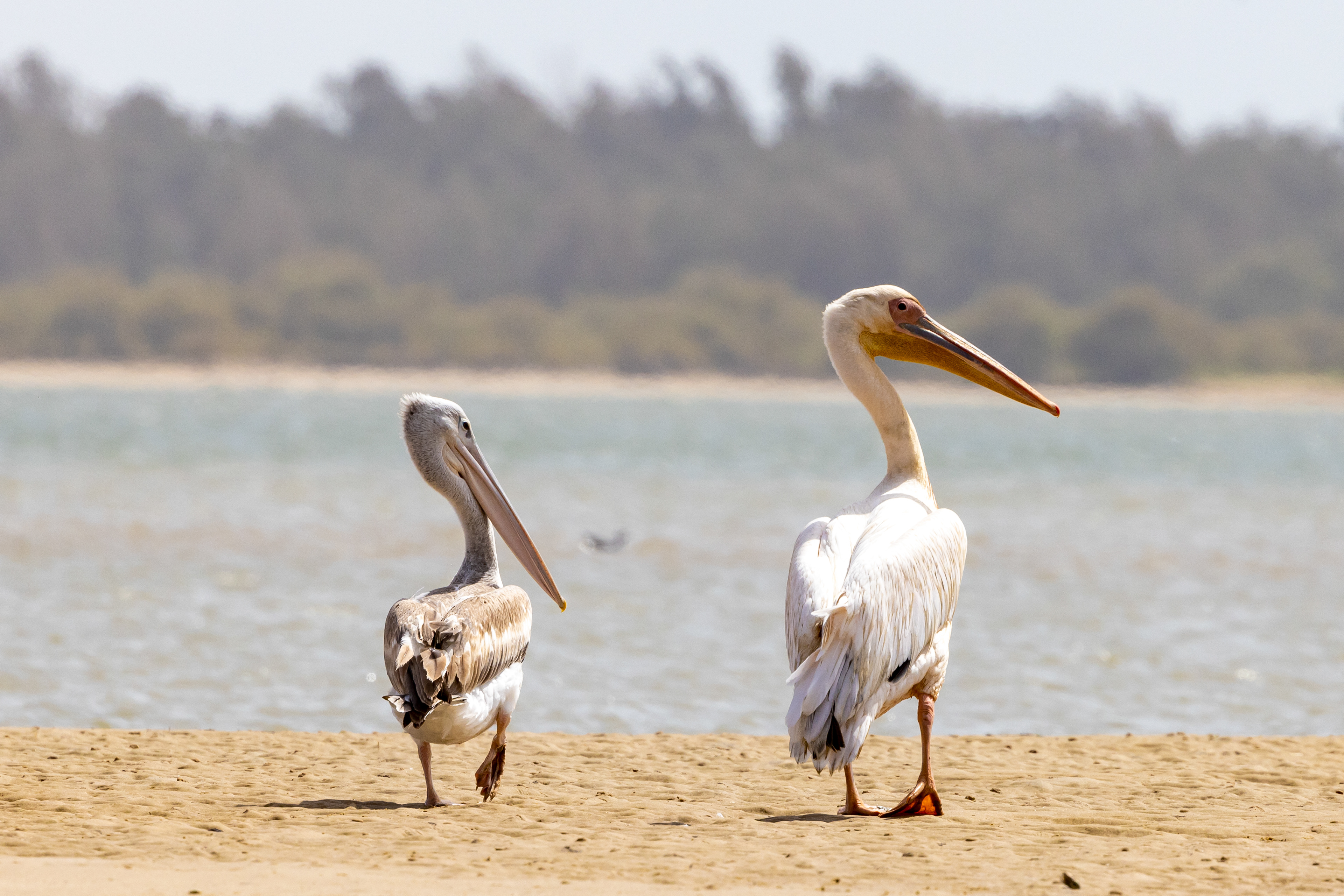 Great White Pelican - Senegal