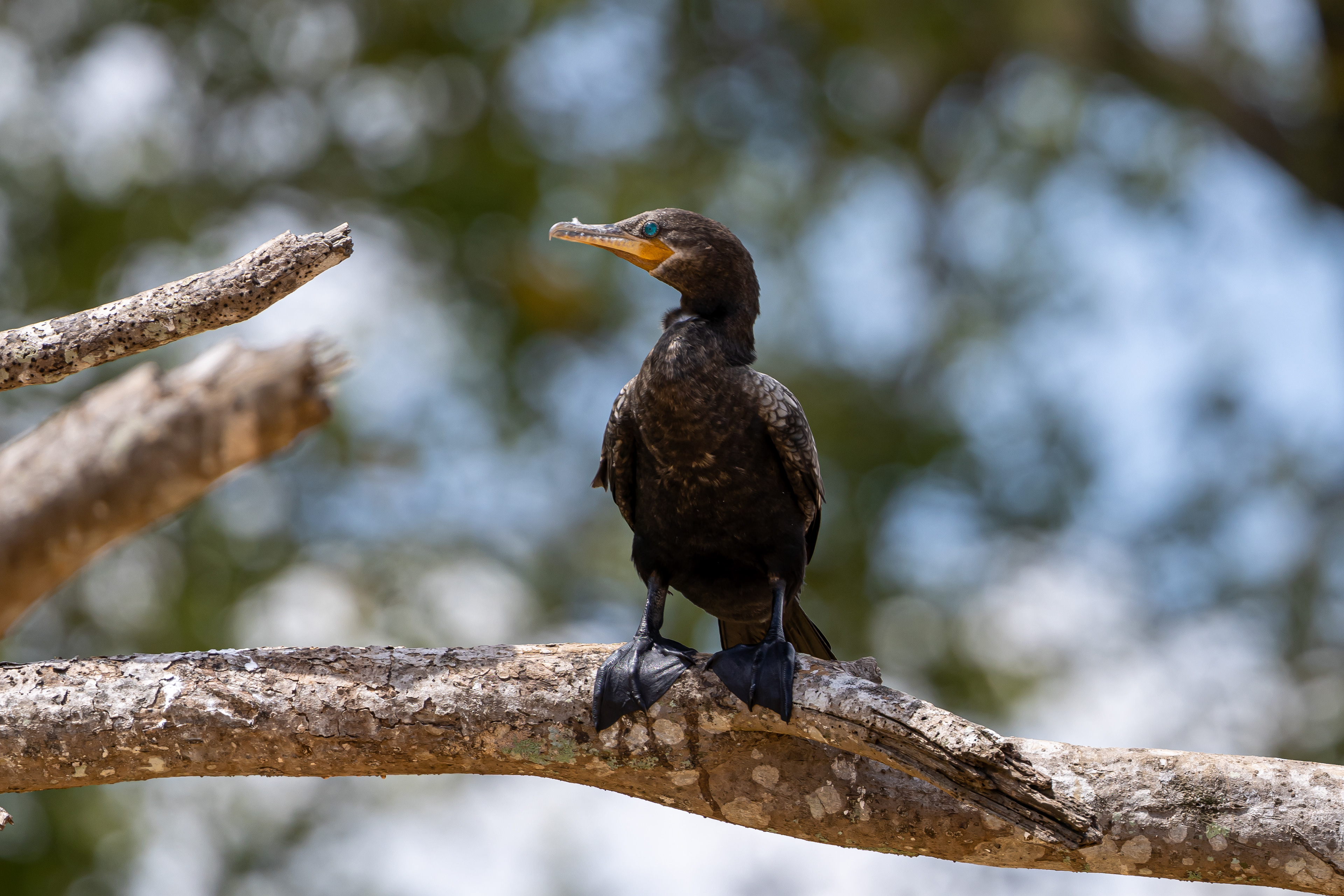 Neotropic Cormorant - Costa Rica
