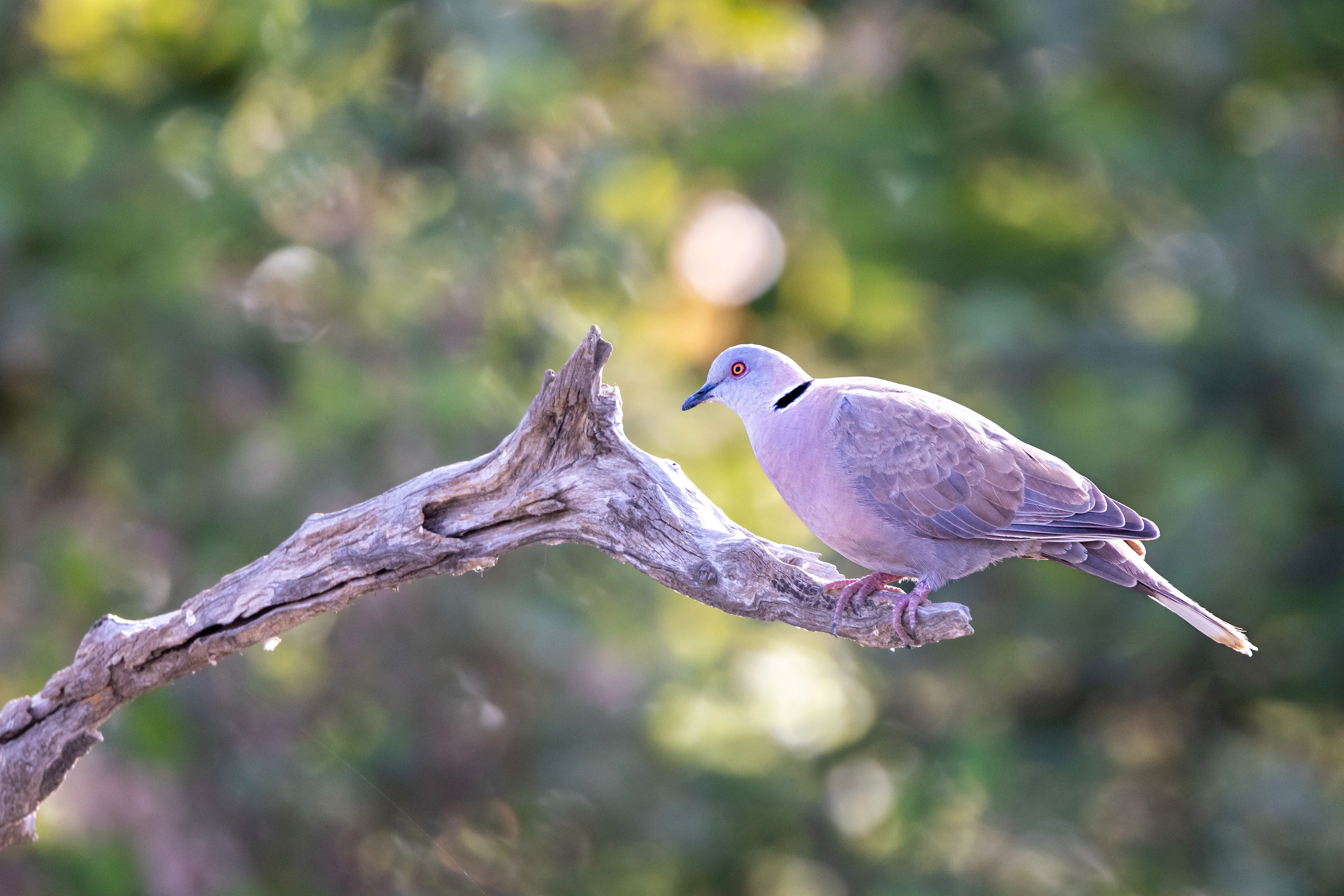 Mourning Collared-Dove - The Gambia