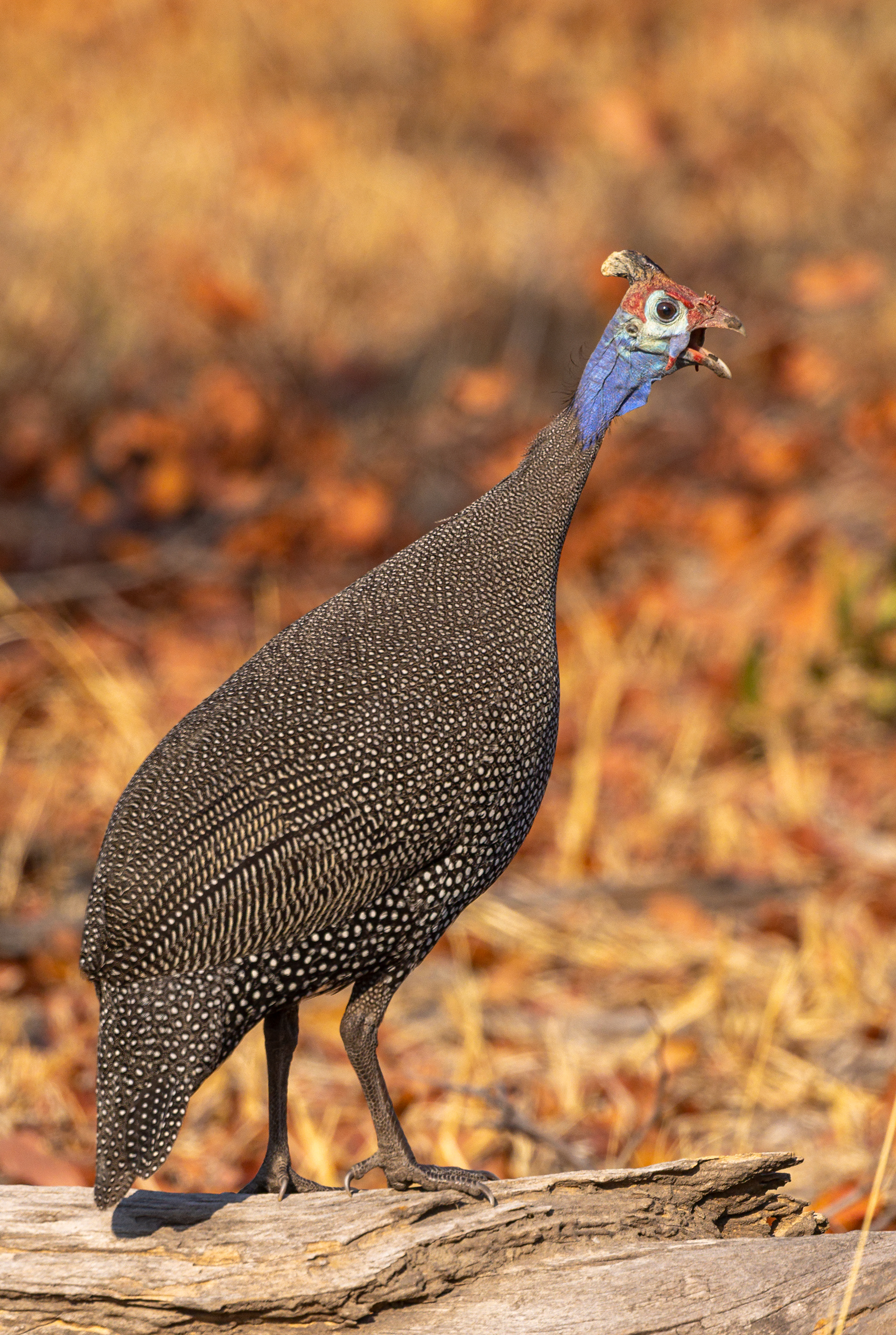 Helmeted Guineafowl - Botswana