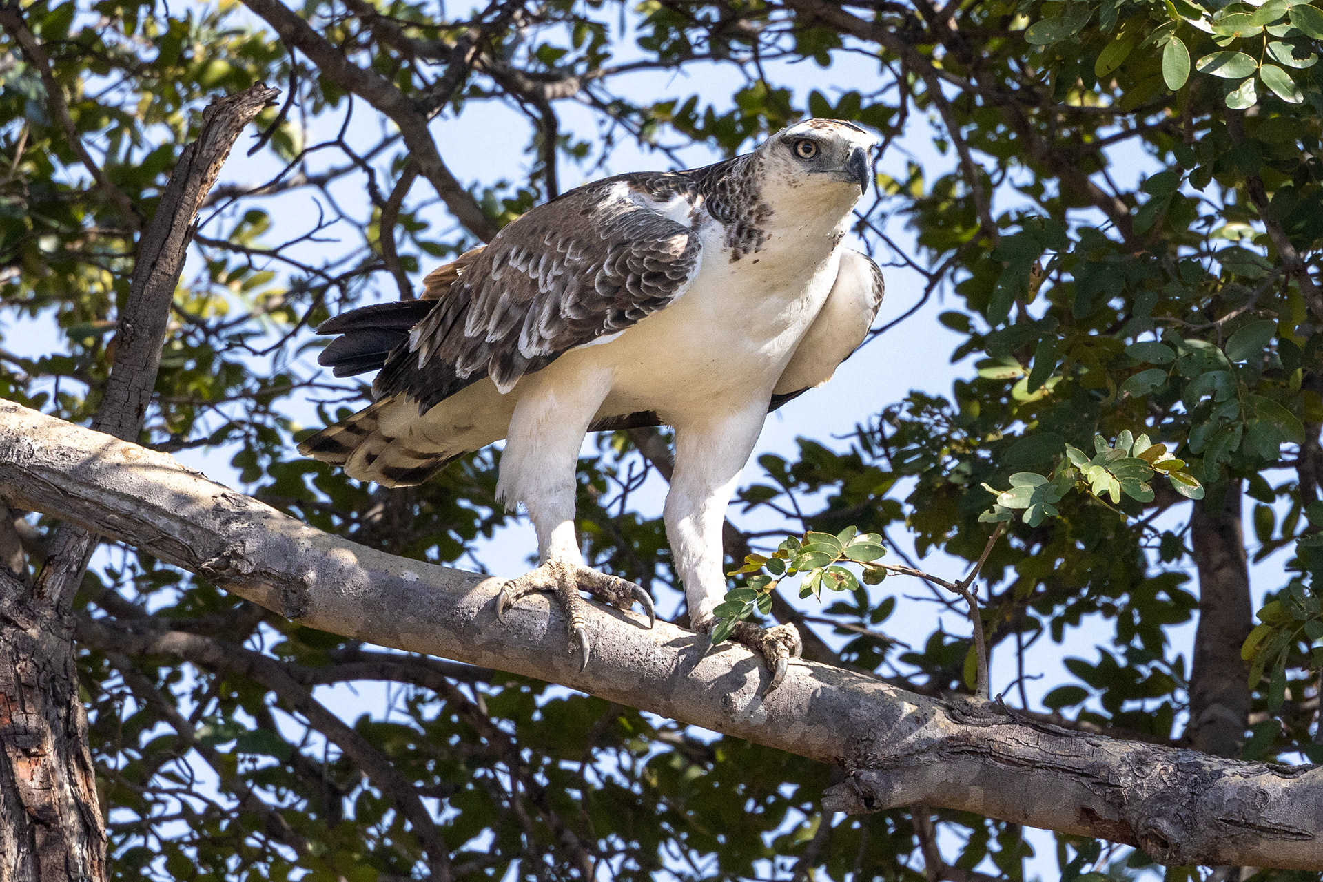 Martial Eagle - Botswana
