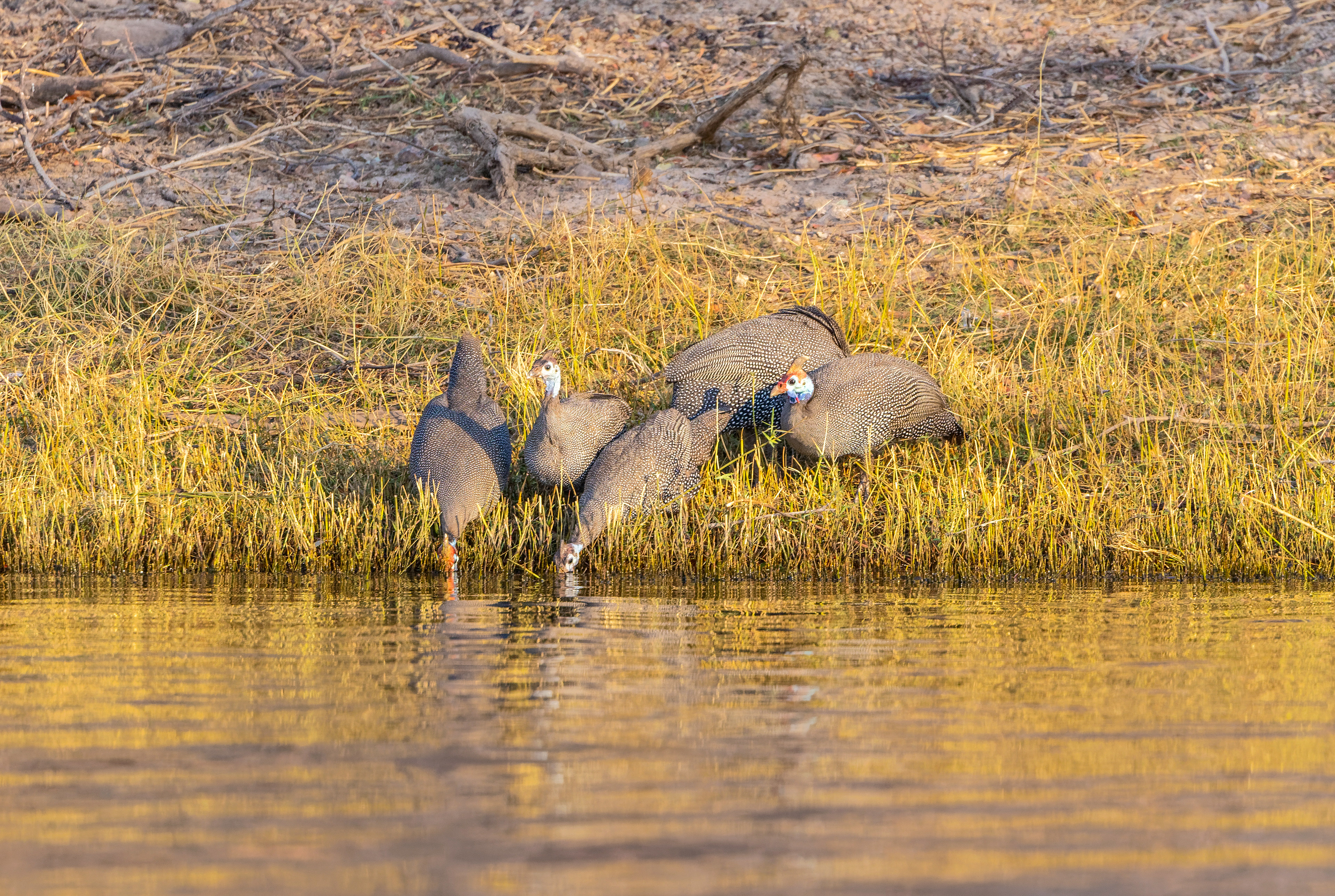 Helmeted Guineafowl - Botswana