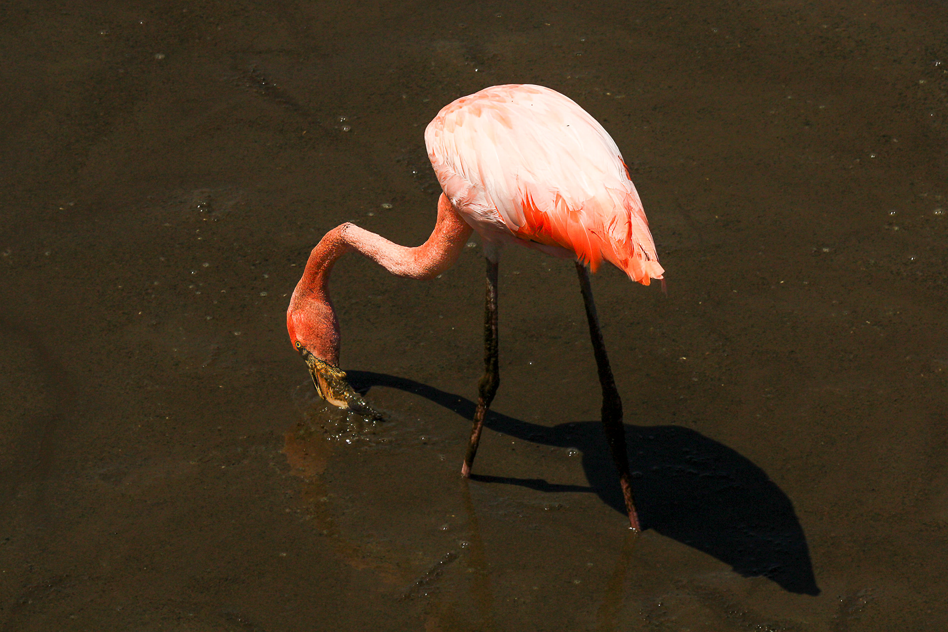 American Flamingo - Galapagos
