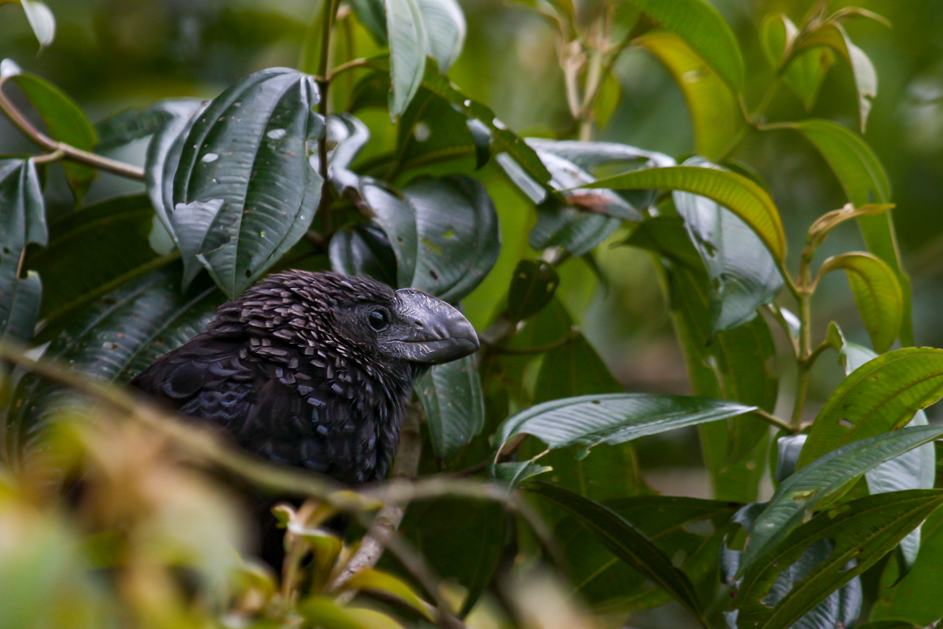 Smooth-billed Ani - Costa Rica