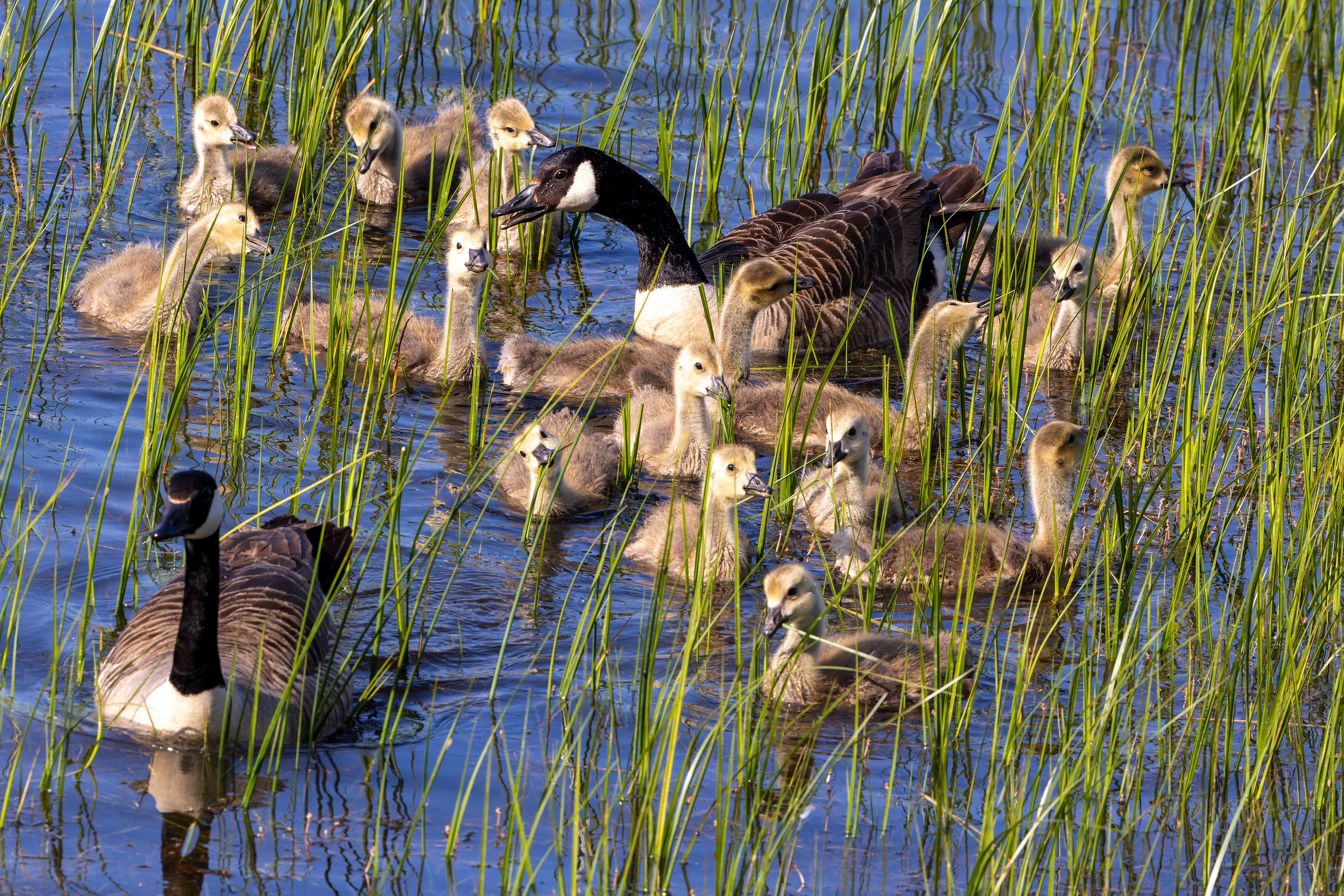 Canada Goose - UK