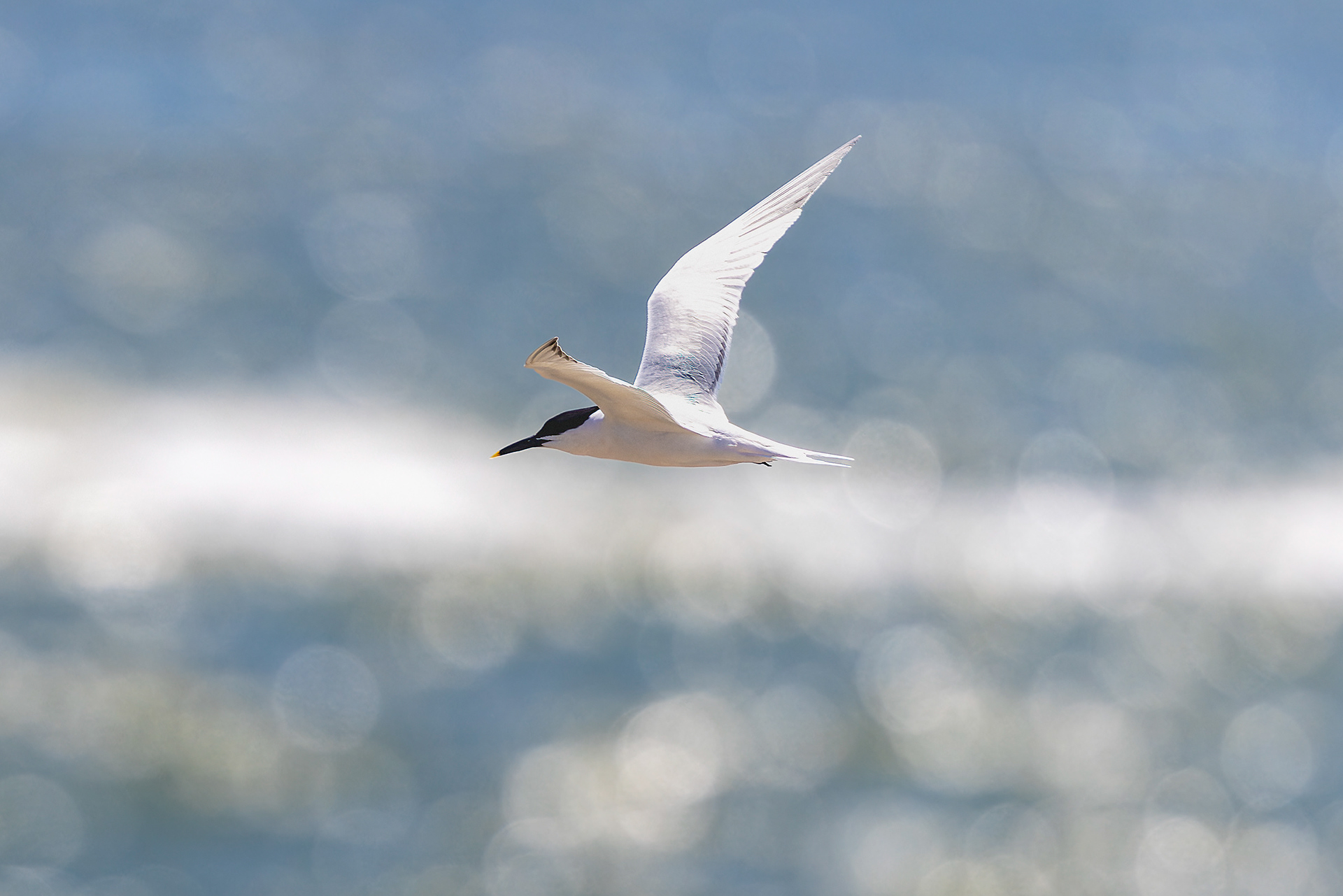 Sandwich Tern - USA
