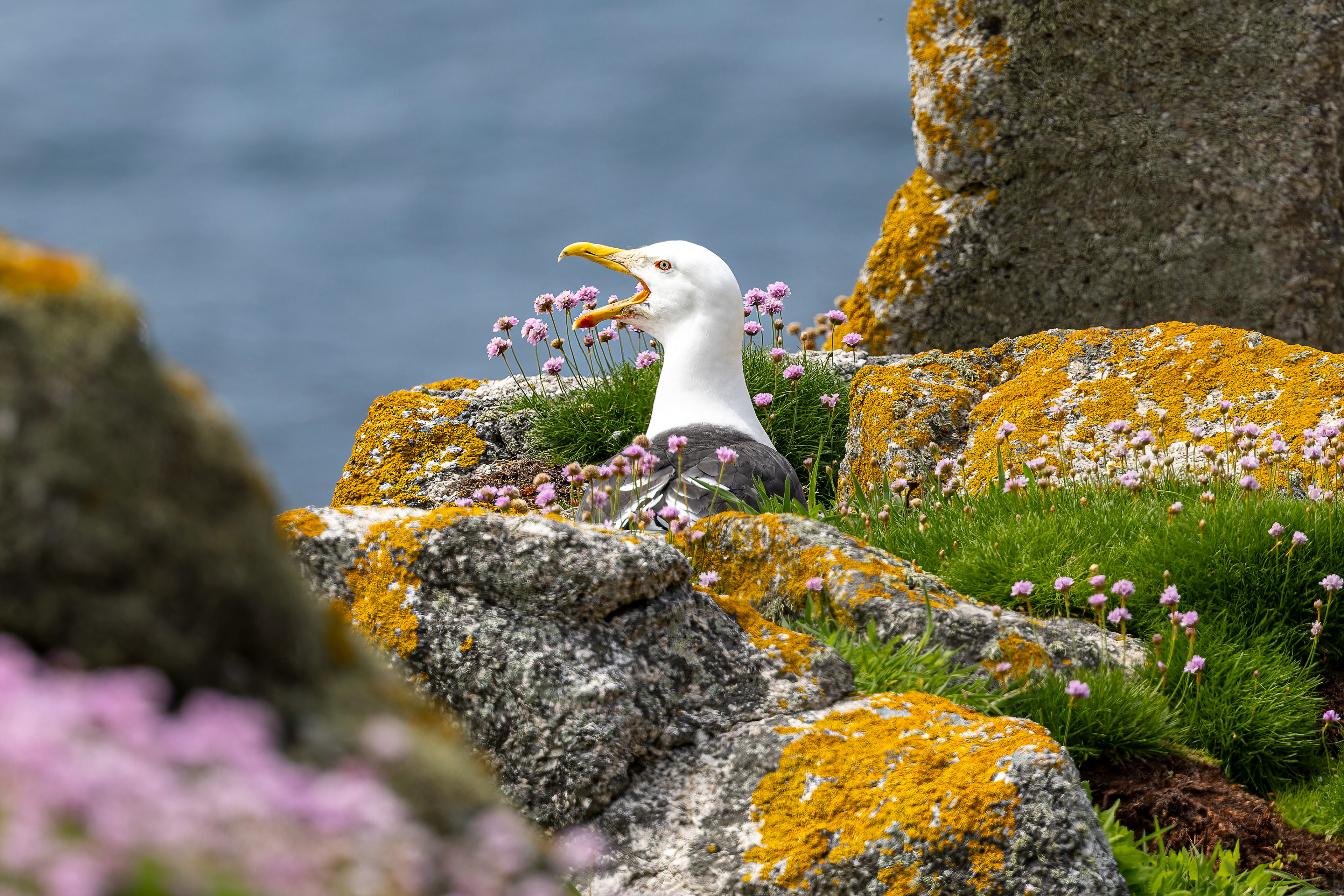 Black-backed Gull - UK