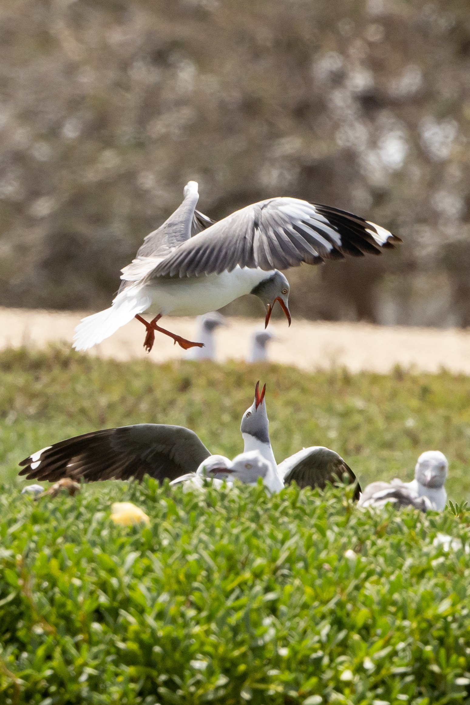Grey-headed Gull - Senegal