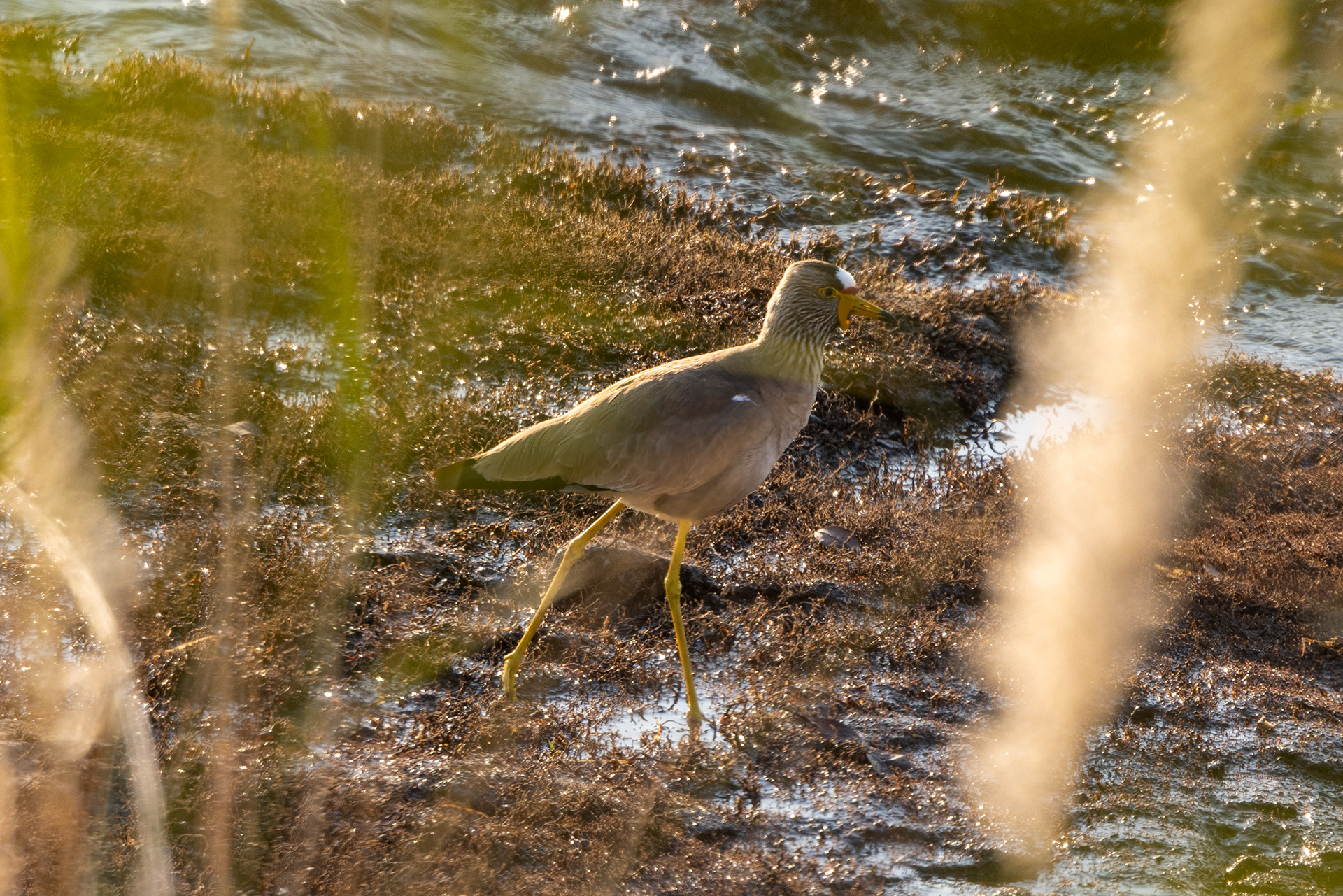 African Wattled Lapwing - Zimbabwe