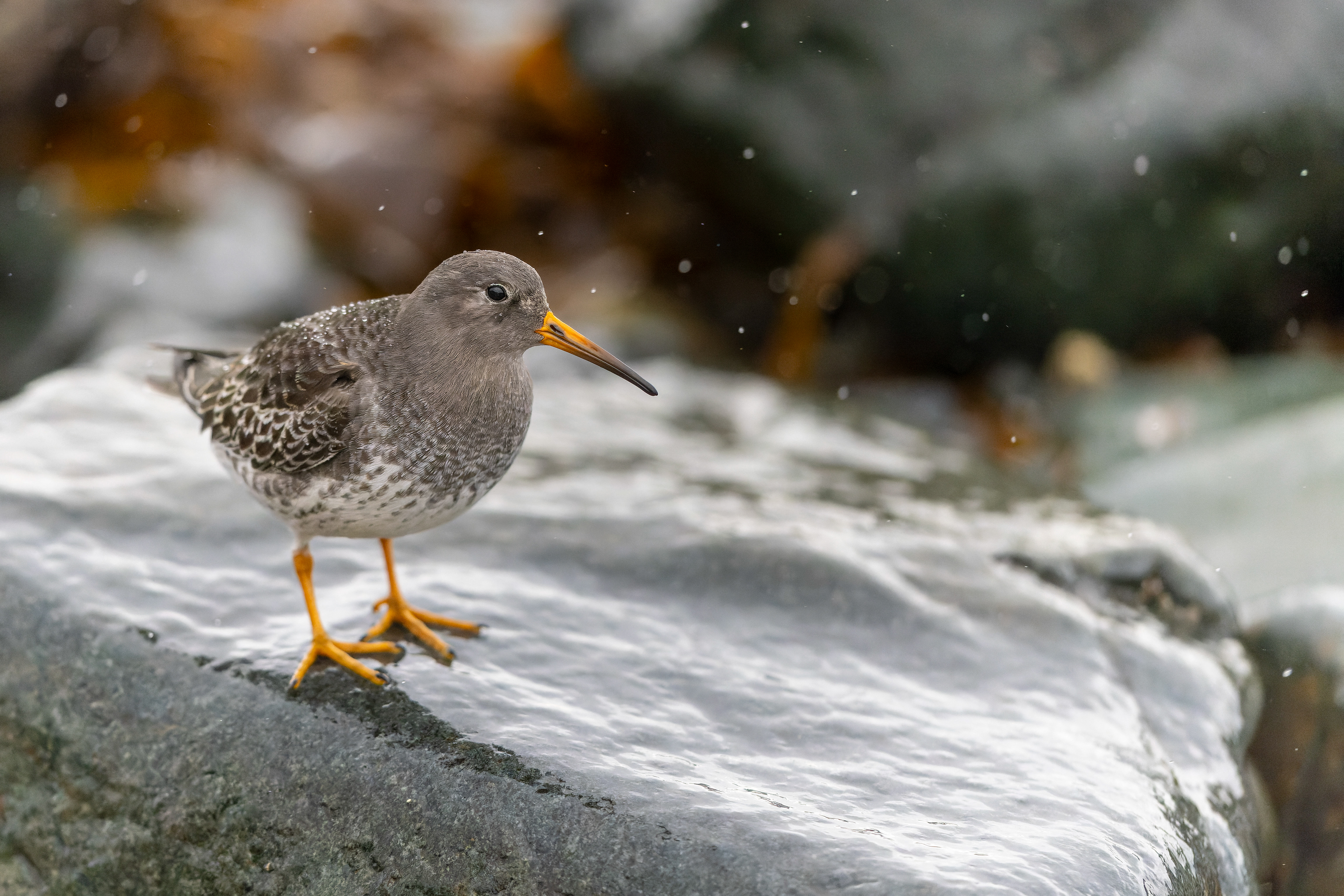 Purple Sandpiper - UK