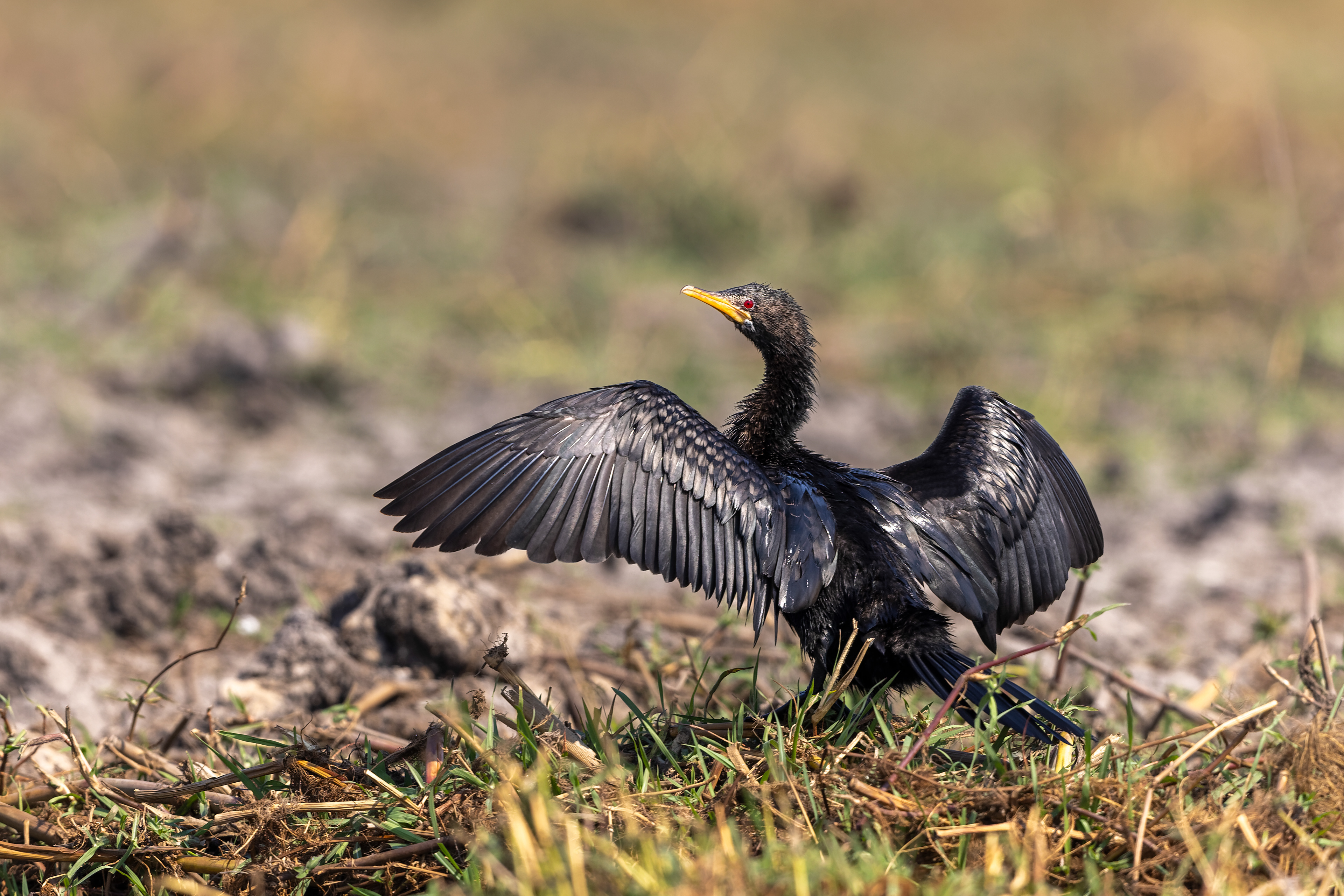 Reed Cormorant - Botswana