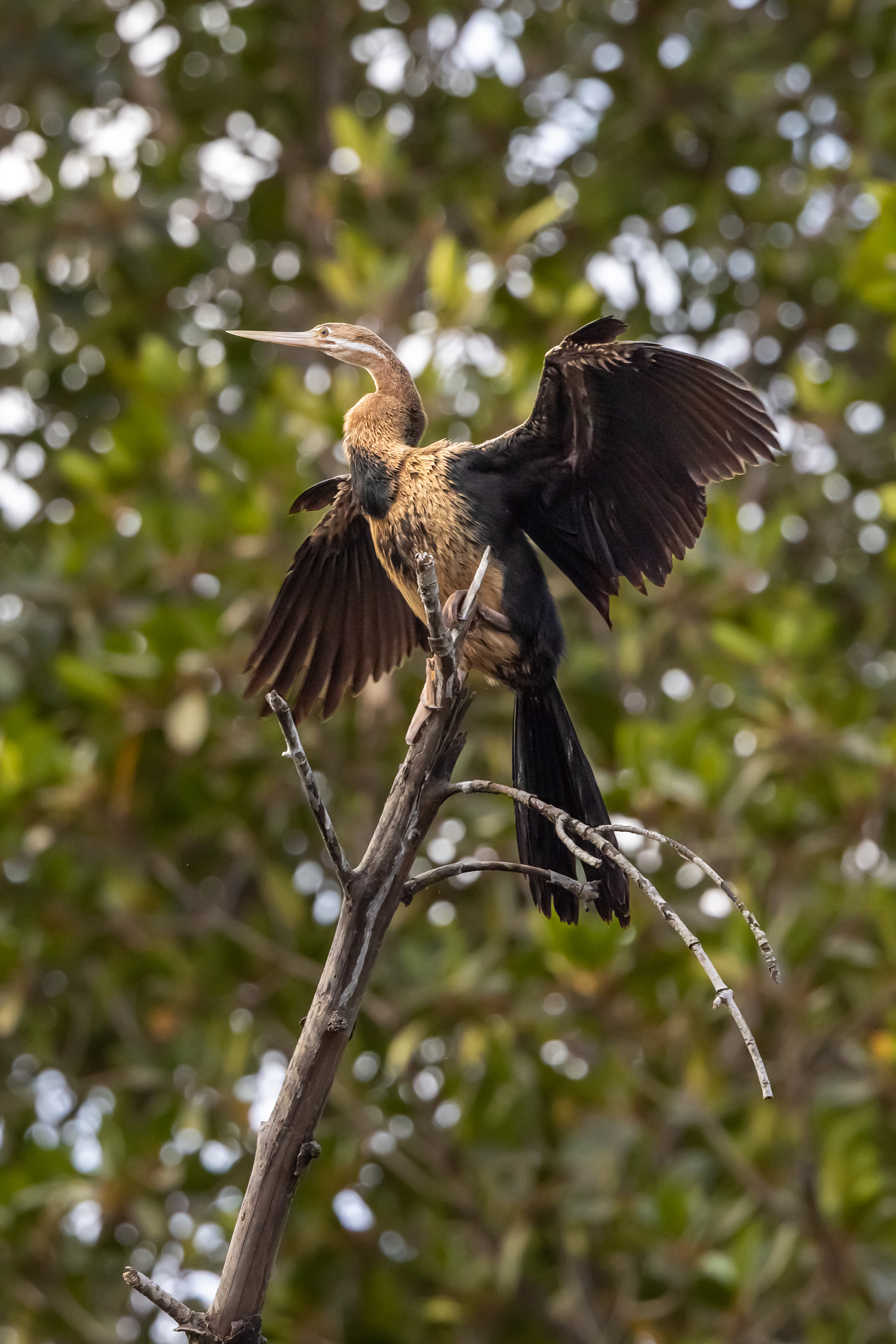 African Darter - The Gambia