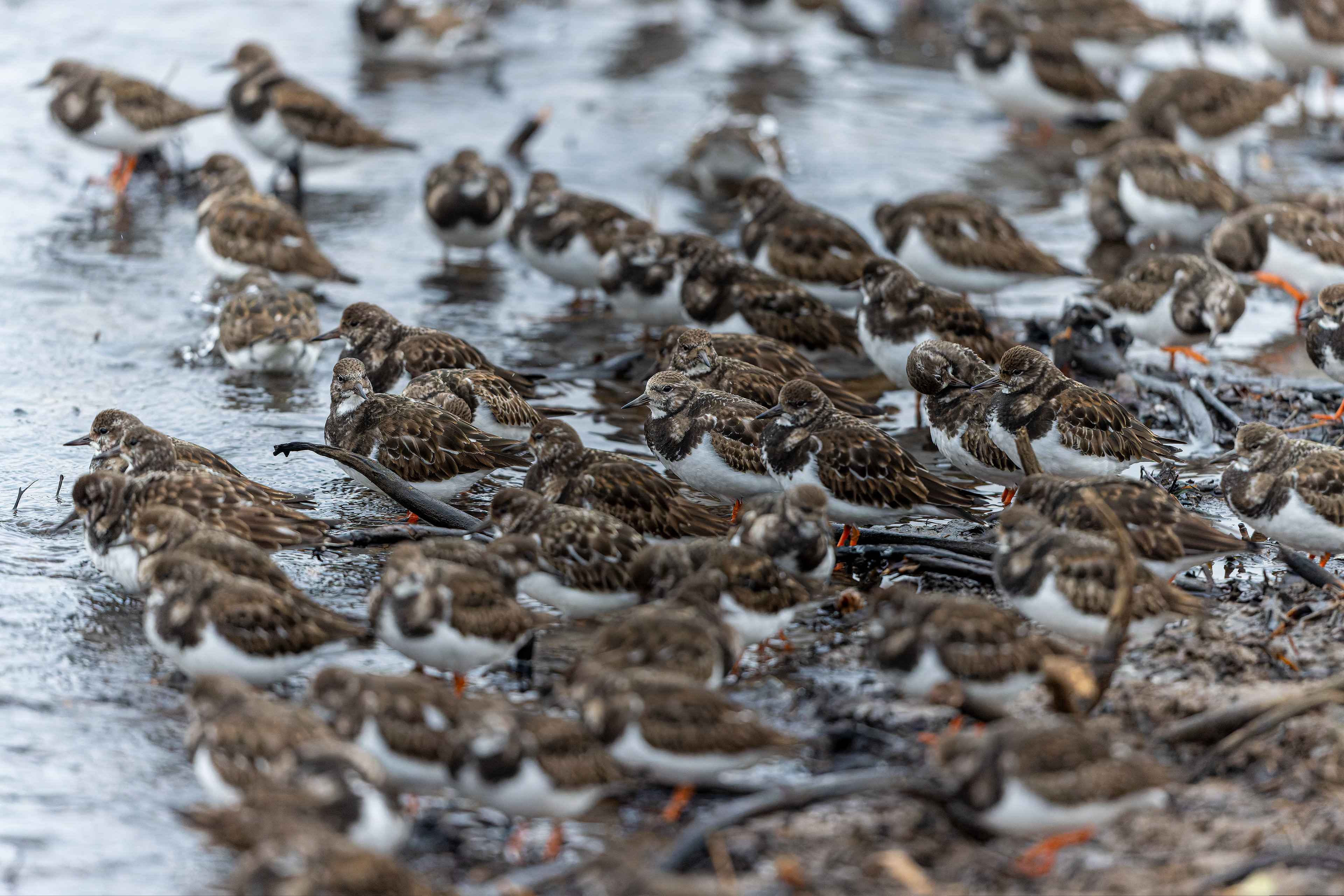 Ruddy Turnstone - UK