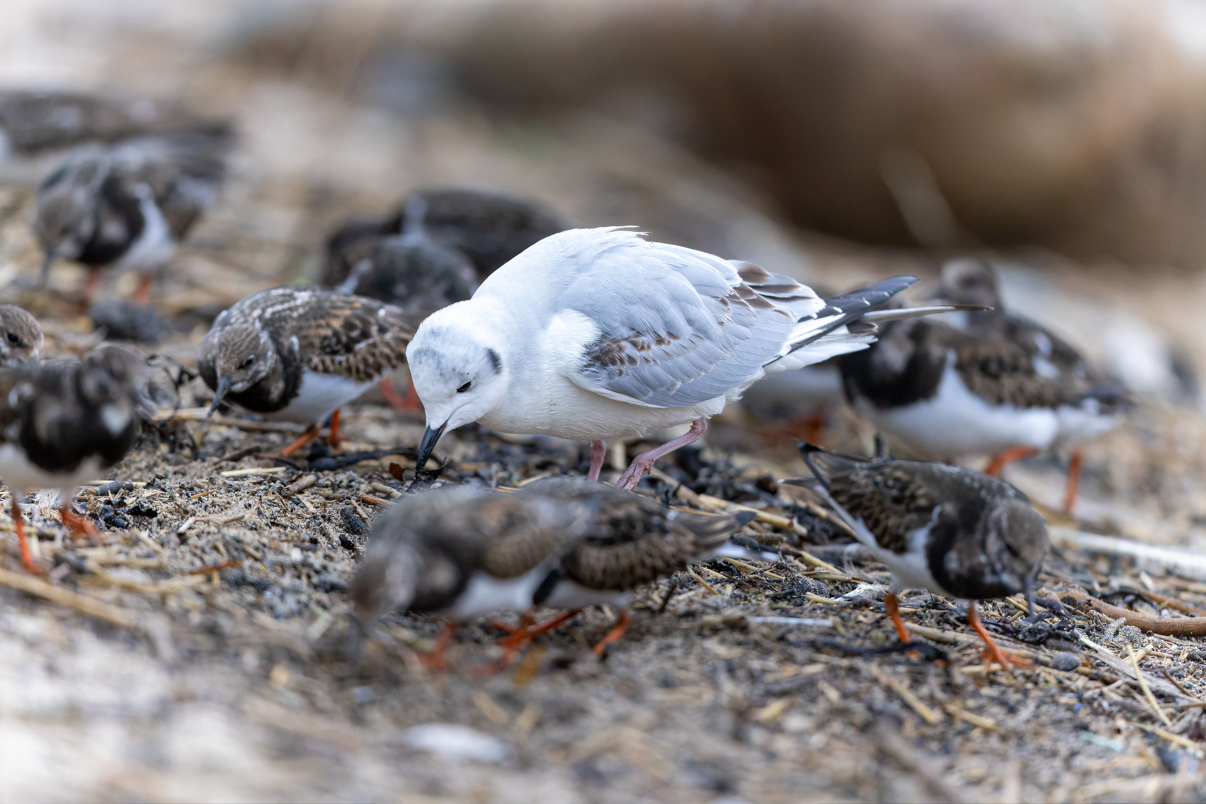 Bonaparte's Gull - UK