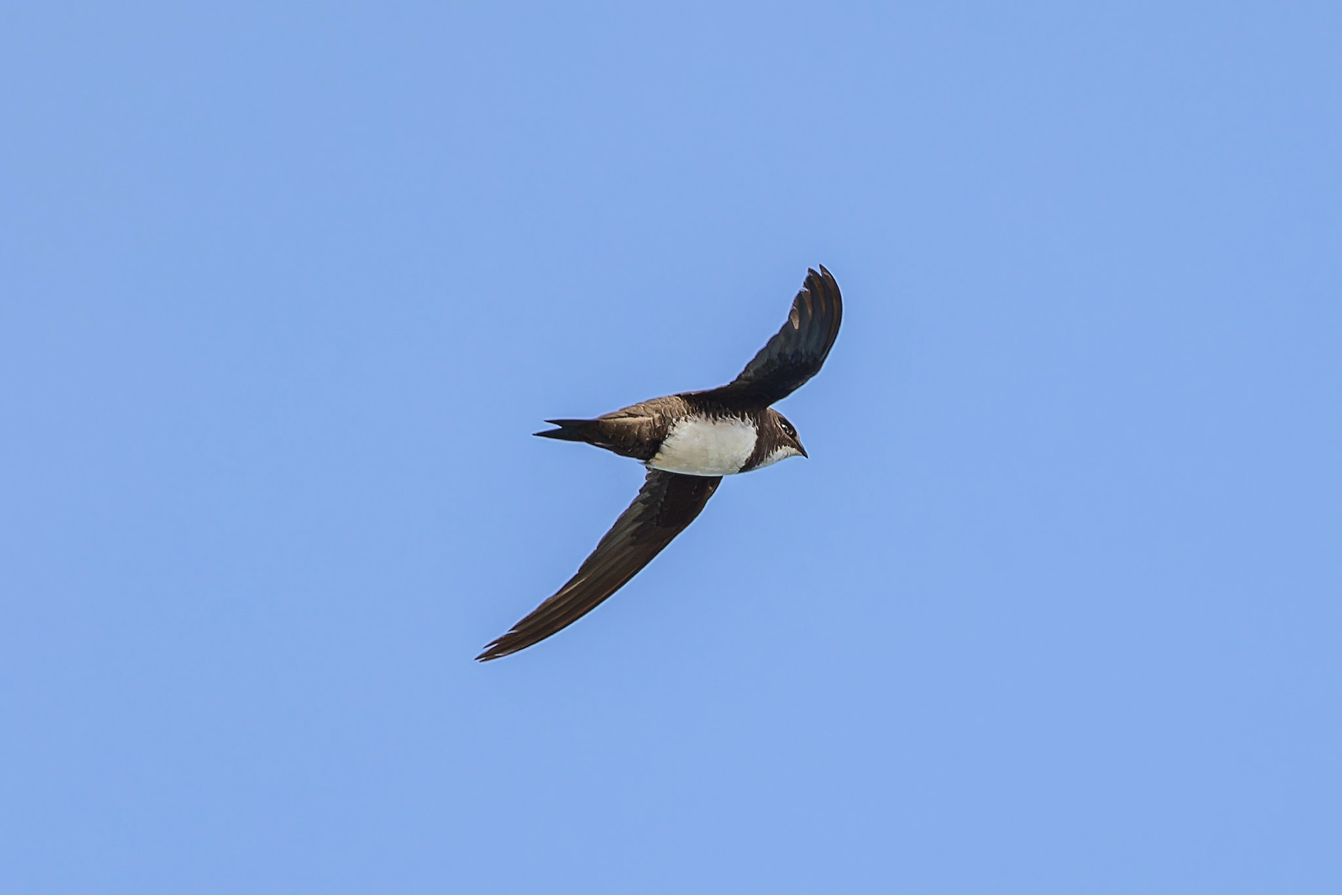 Alpine Swift - Madeira