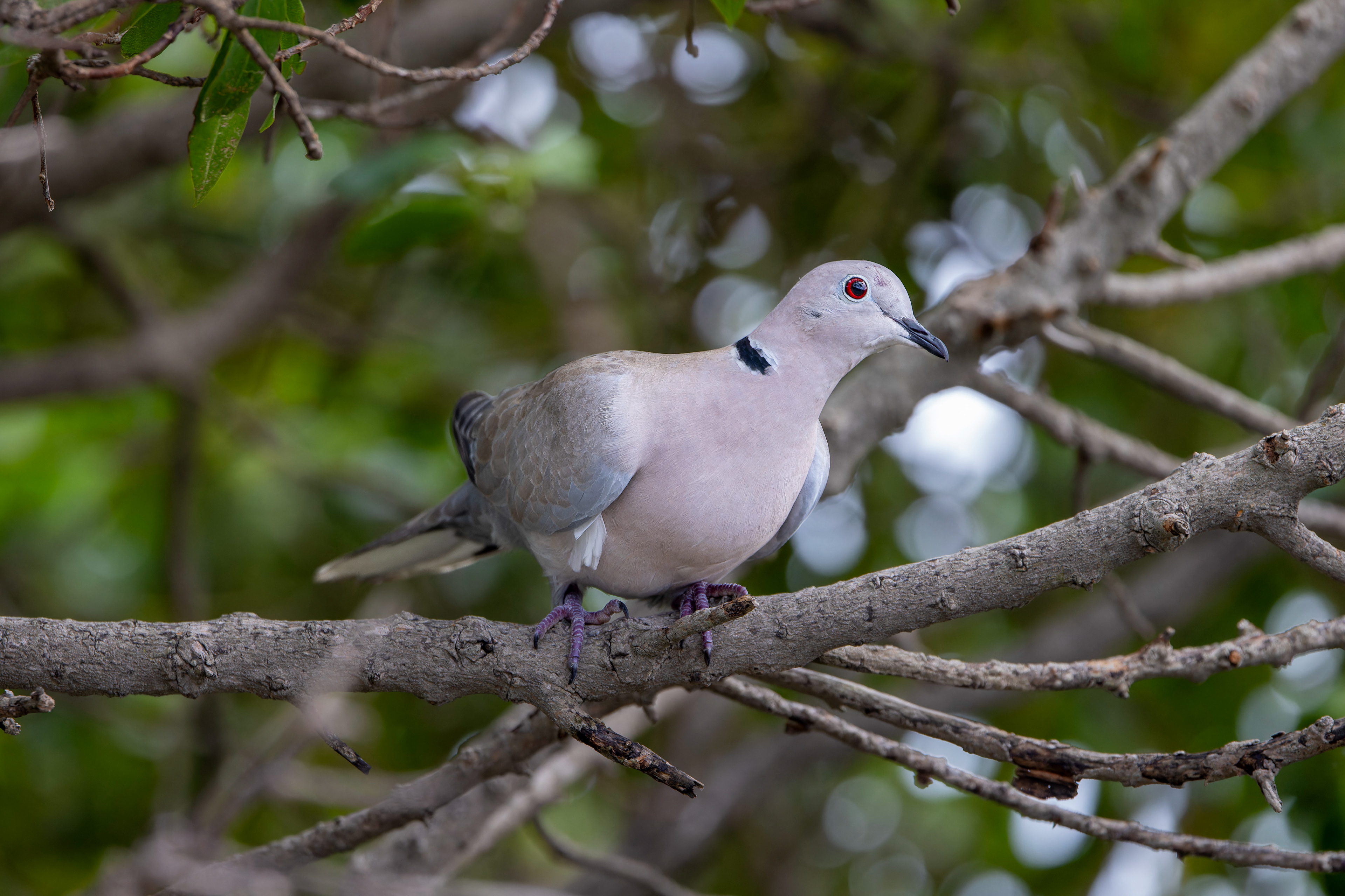 Eurasian Collared Dove - Gibraltar