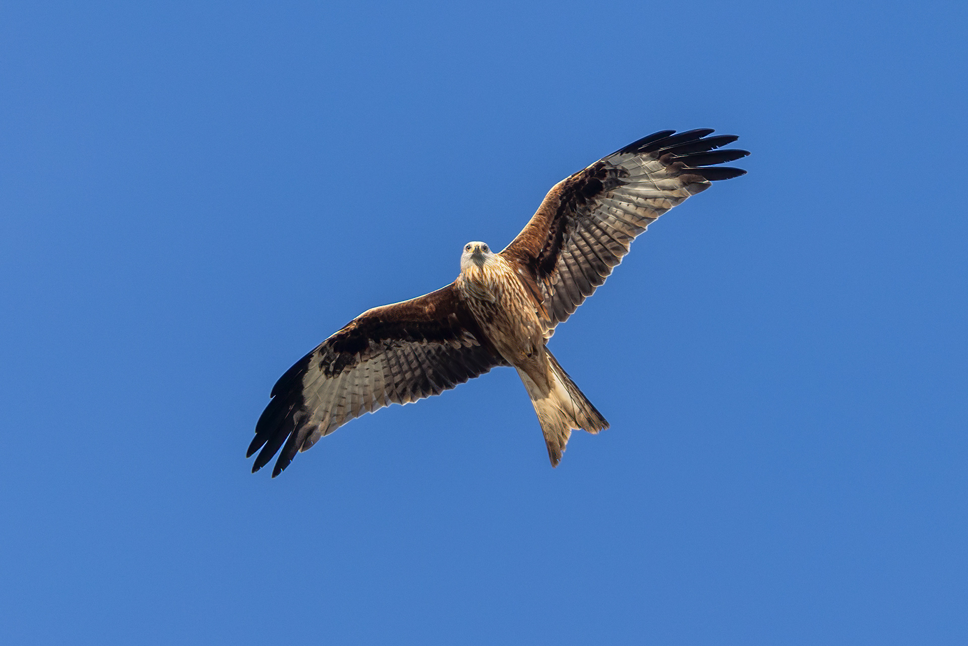 Red Kite - UK