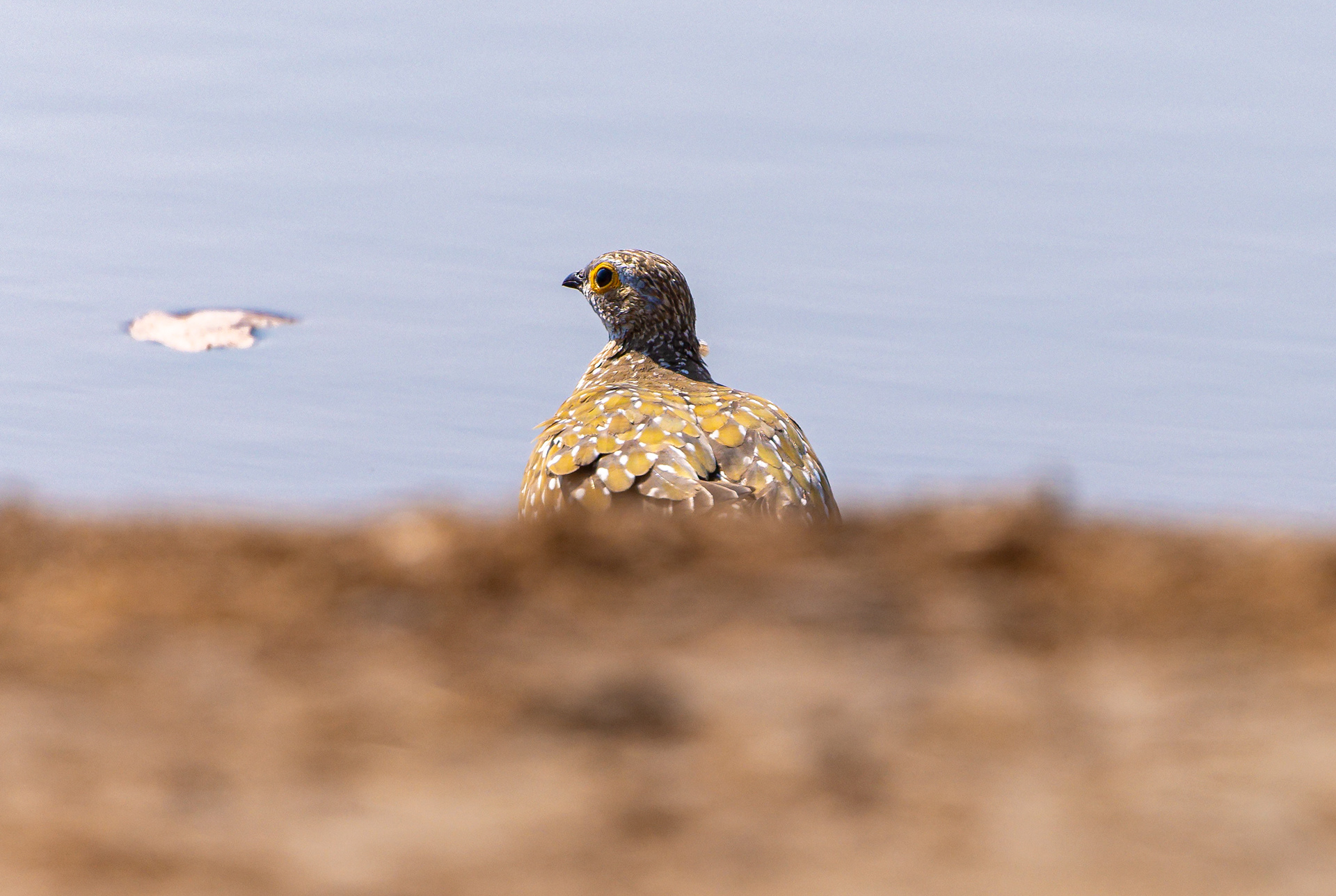 Burchell's Sandgrouse - Botswana