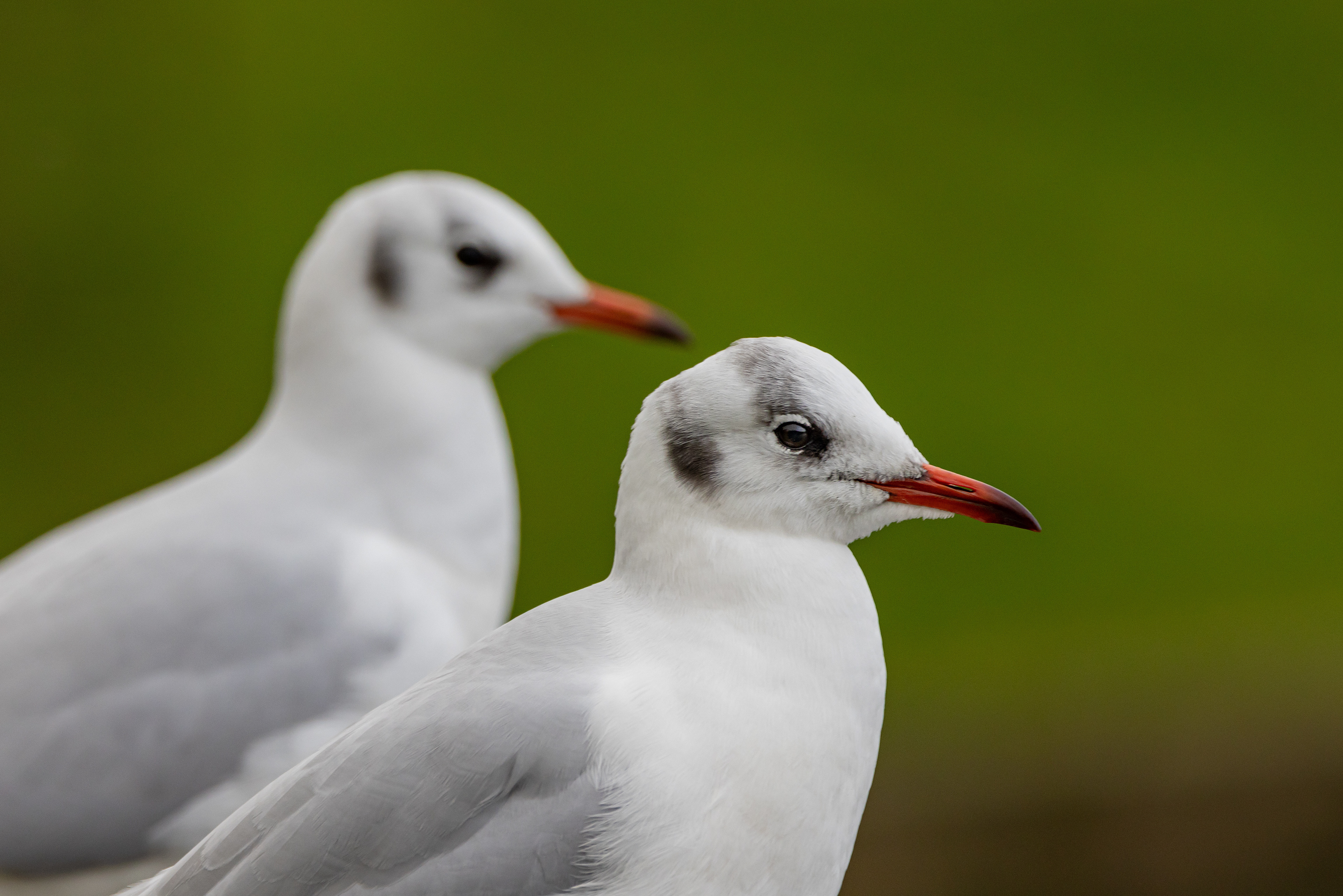 Black-headed Gull - UK