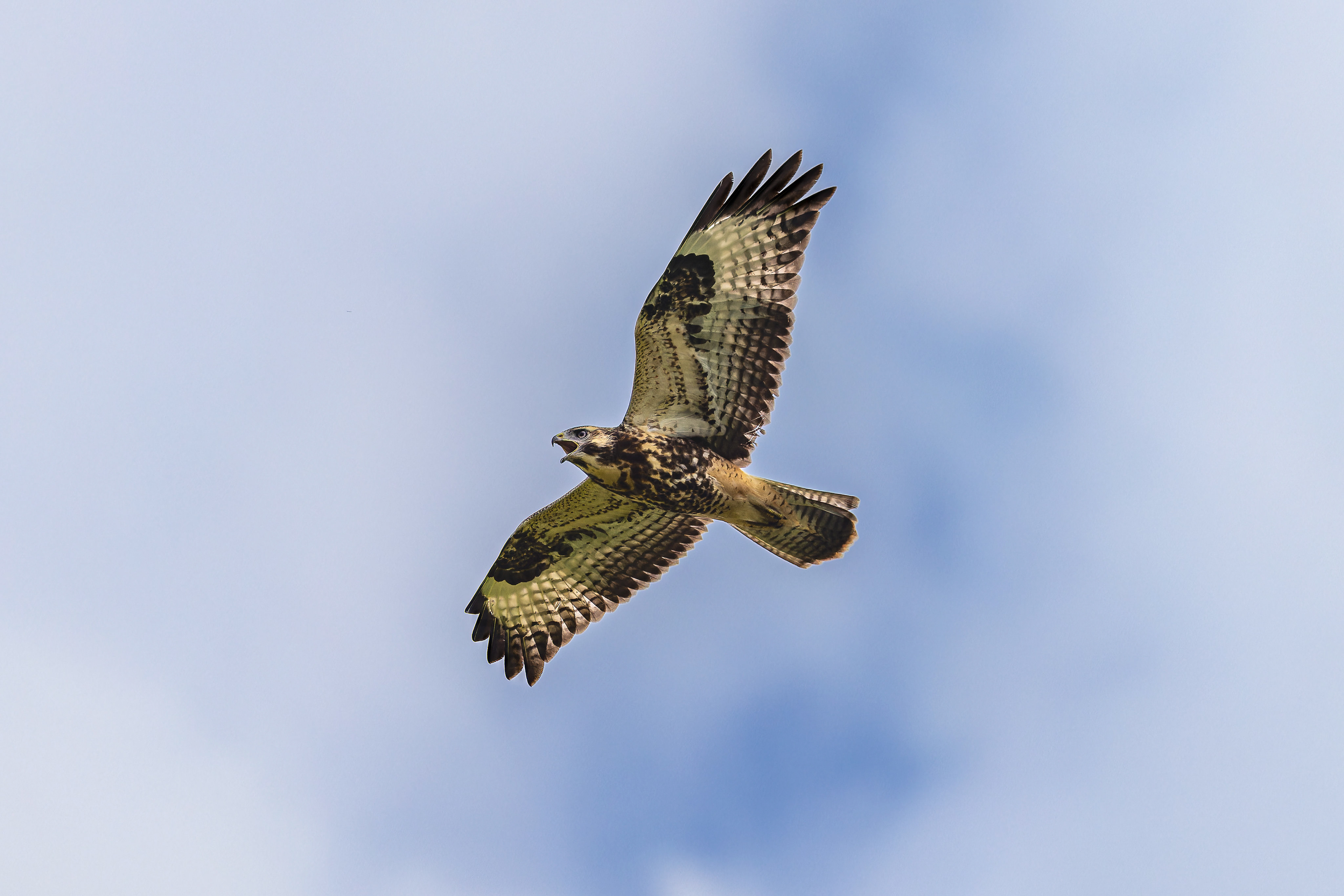 Common Buzzard - UK