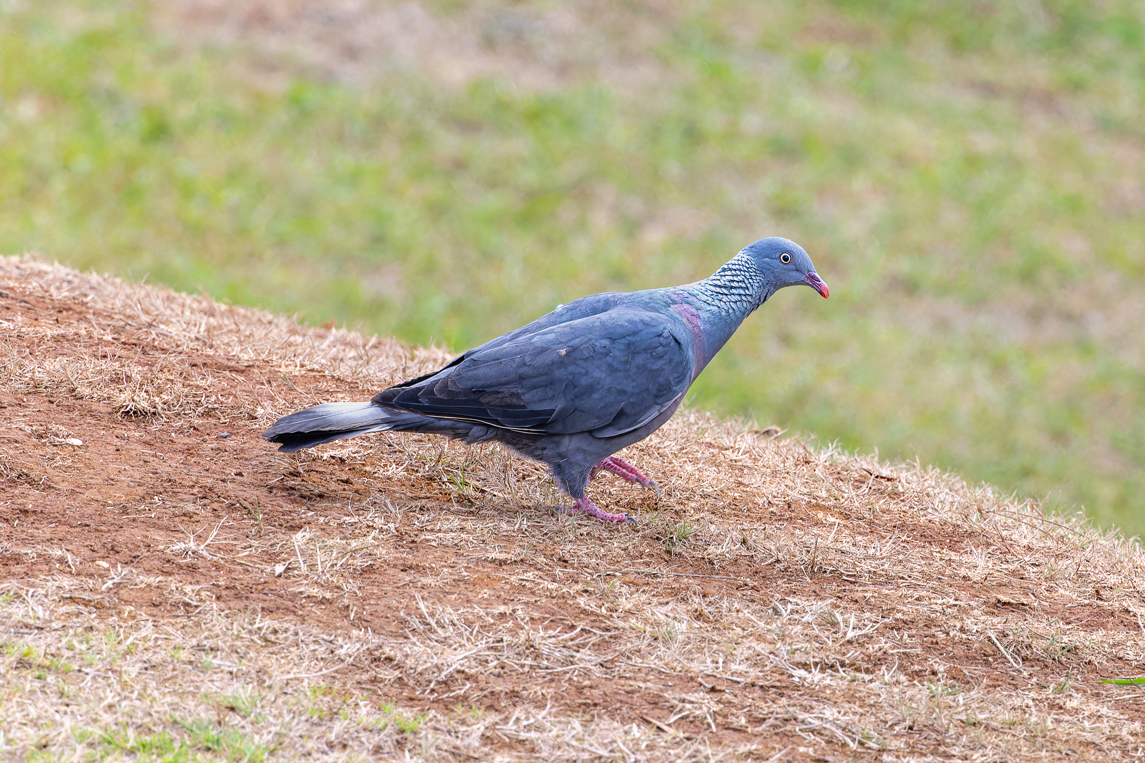Trocaz Pigeon - Madeira