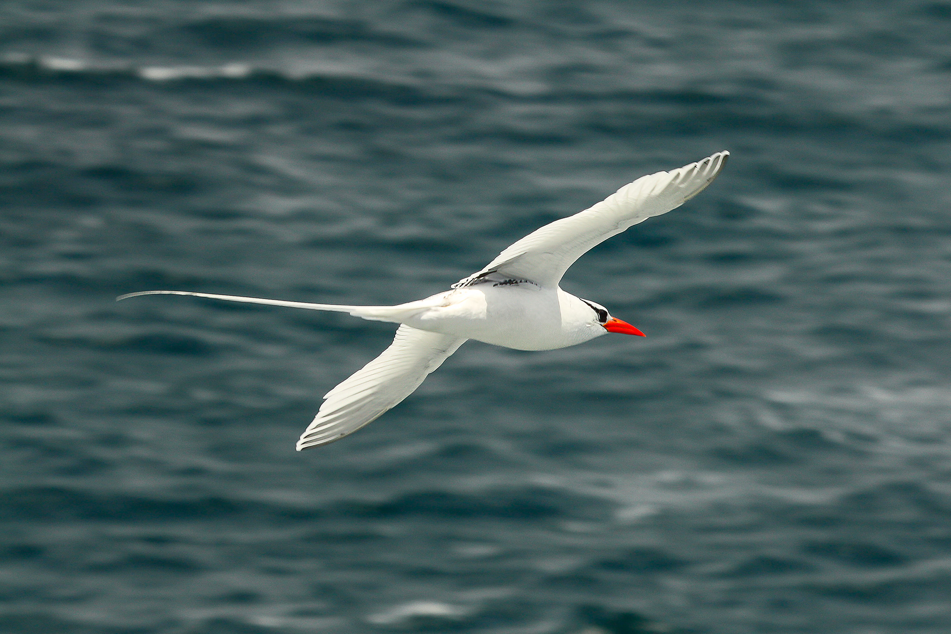 Red-billed Tropicbird - Galapagos