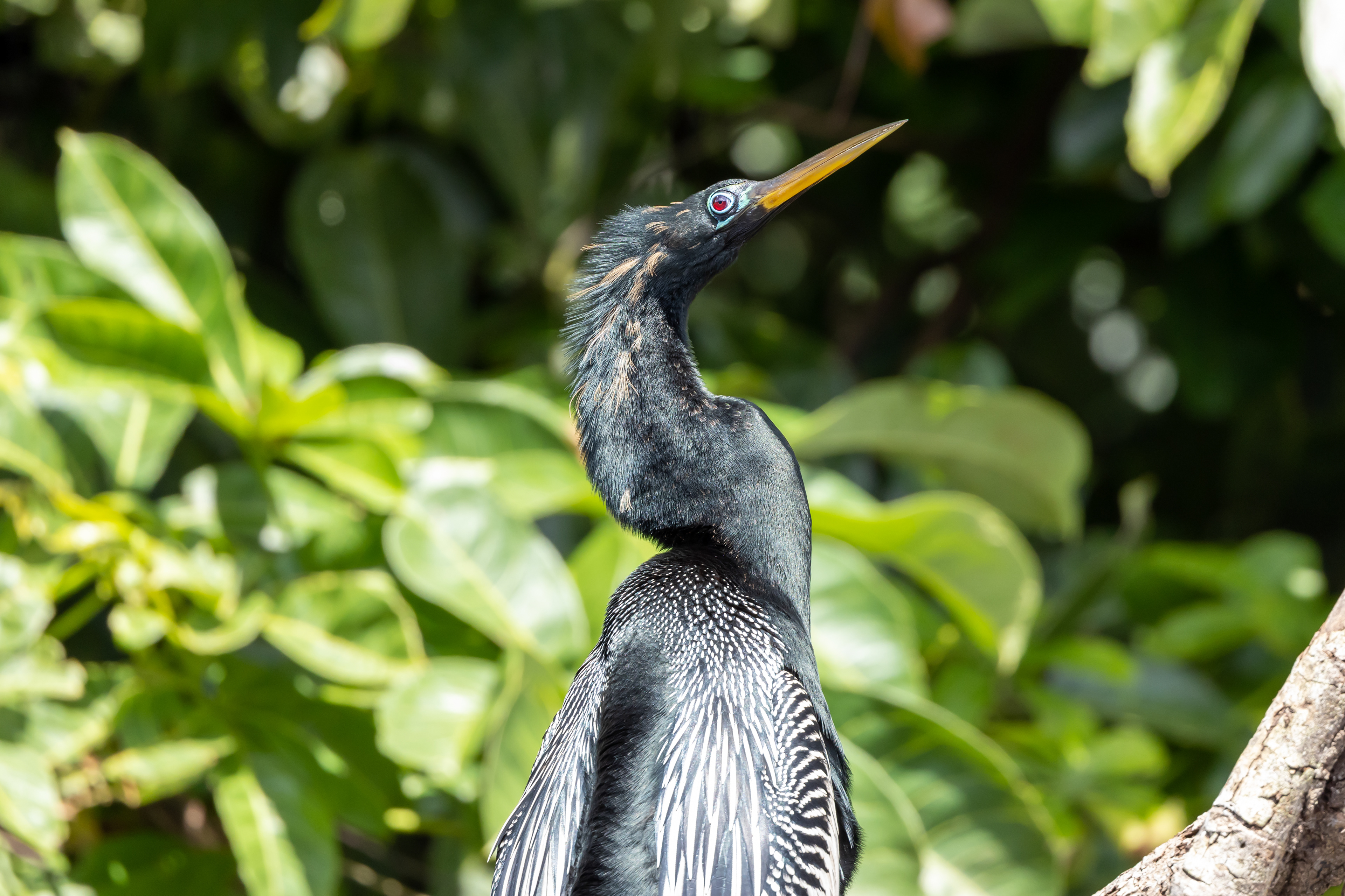 Anhinga - USA