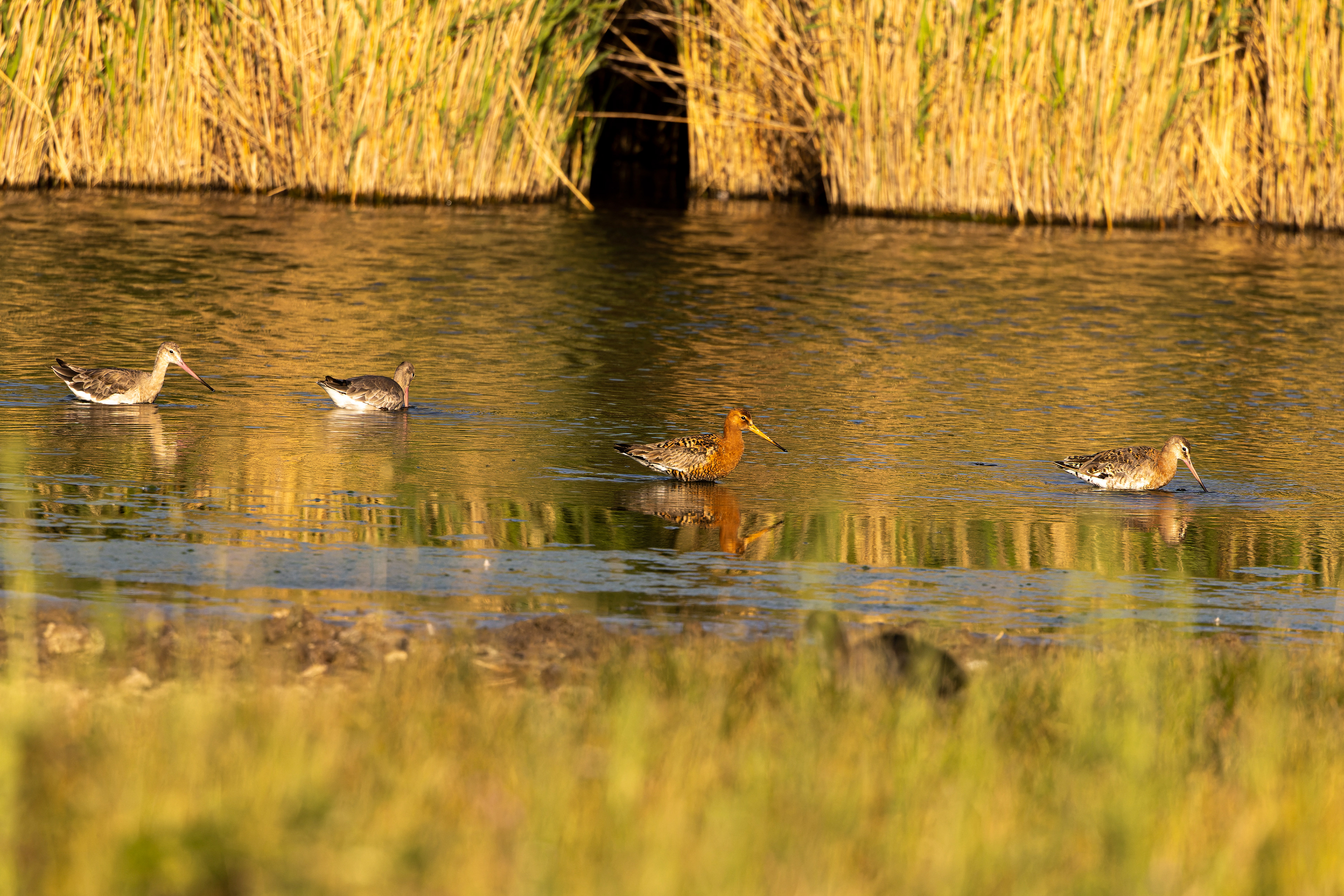 Black-tailed Godwit - UK
