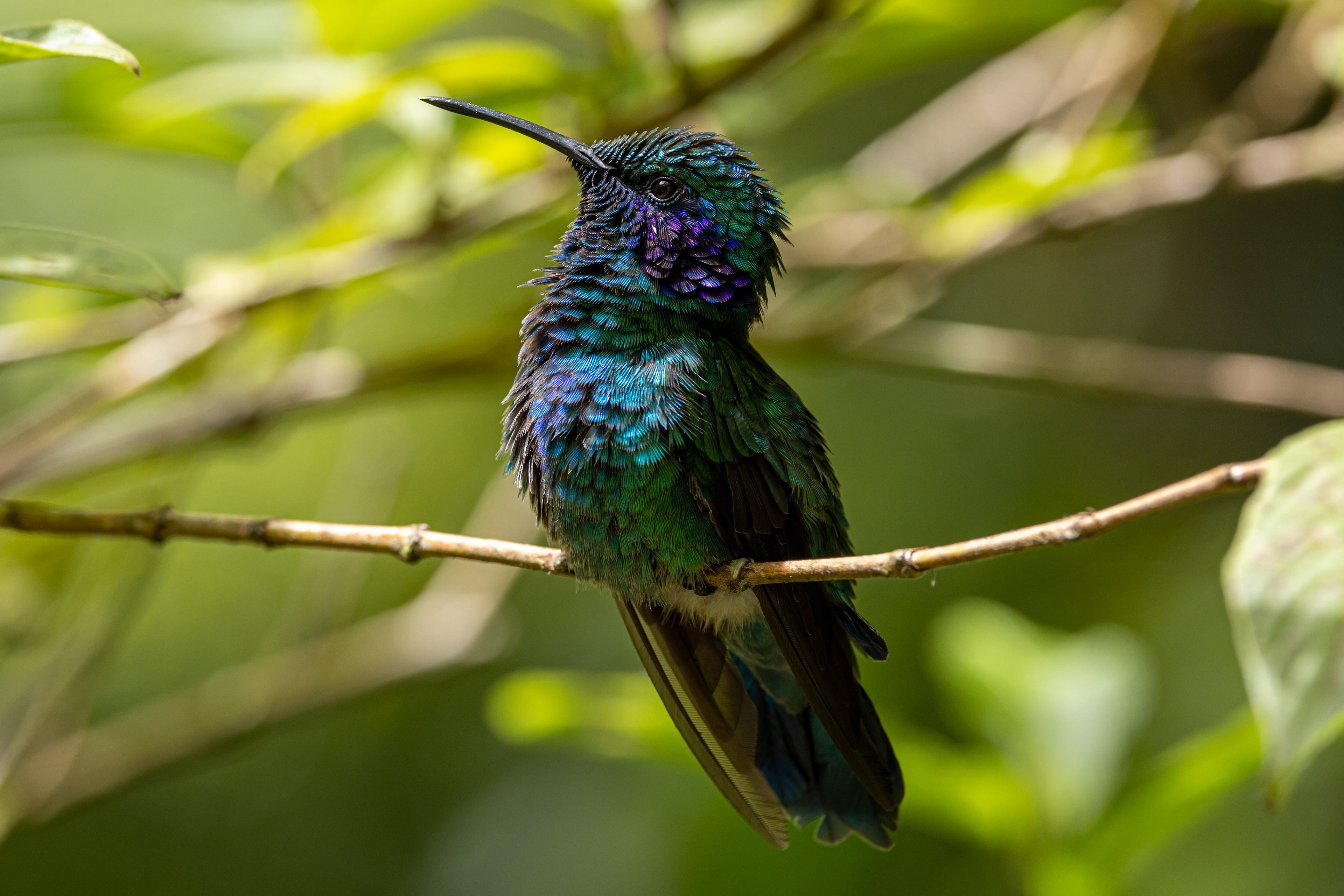 Green Violetear - Costa Rica