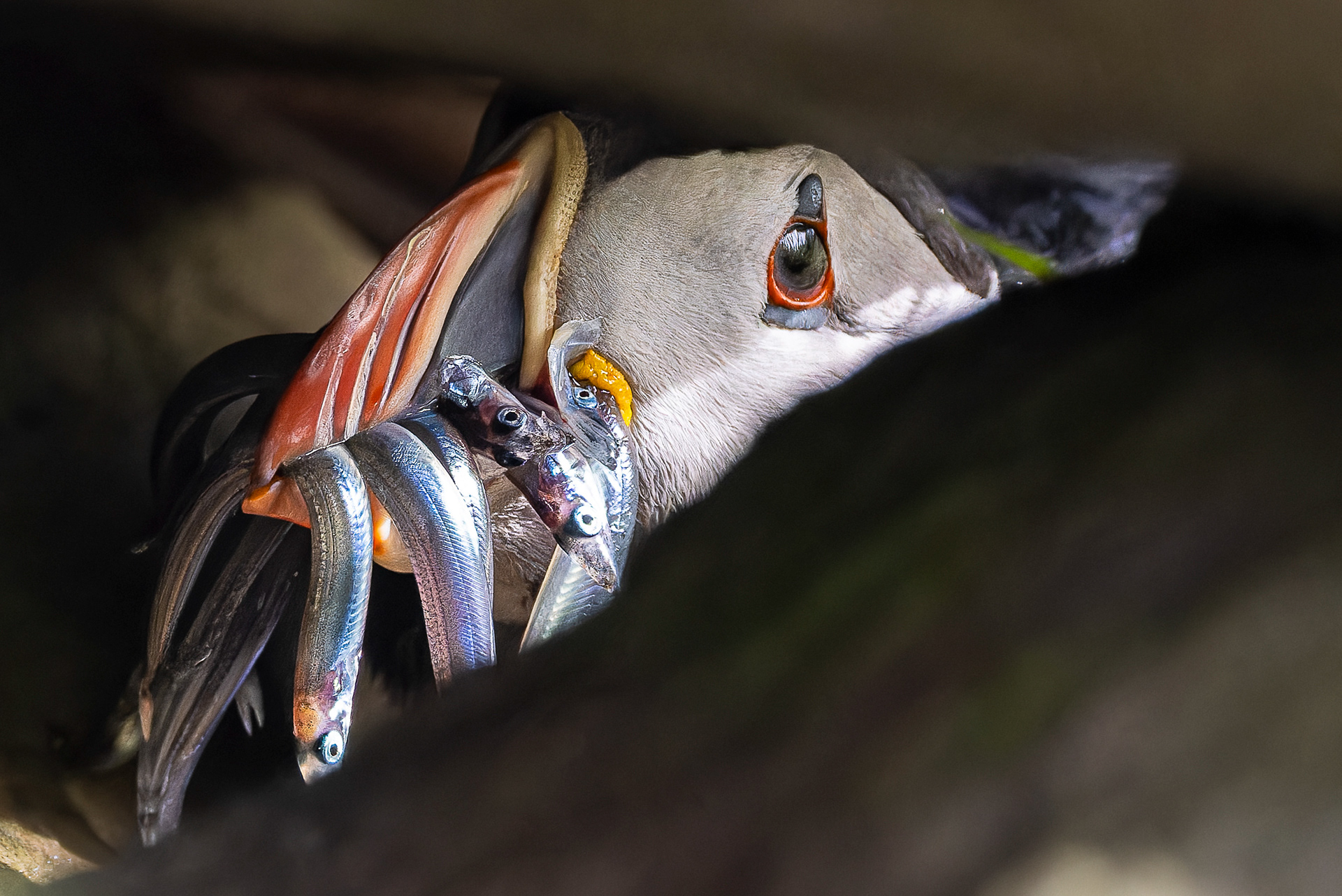 Atlantic Puffin - UK