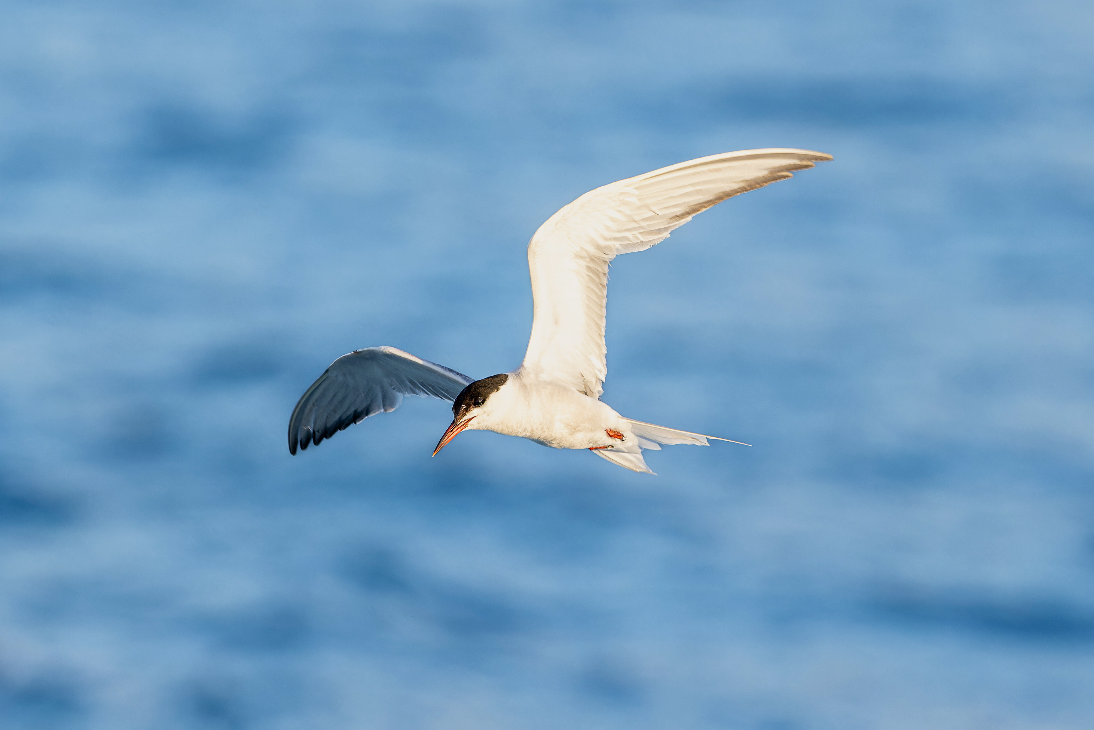 Common Tern - Madeira