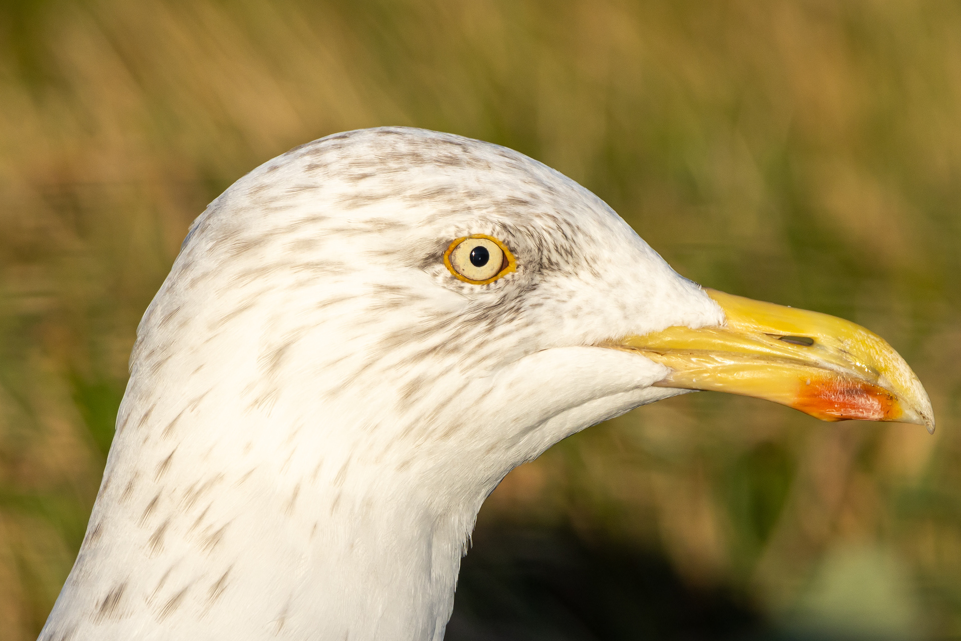 European Herring Gull - UK