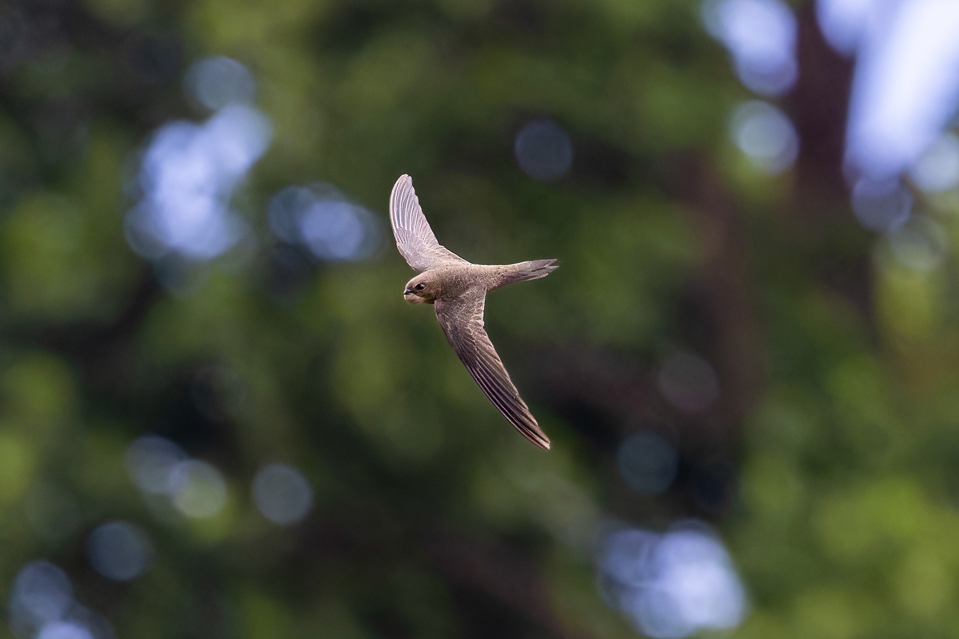 Plain Swift - Madeira