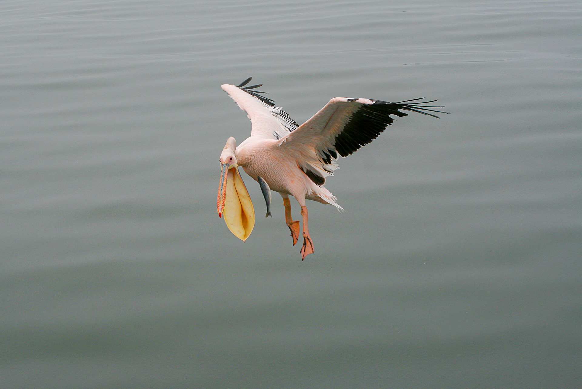 Great White Pelican - Namibia