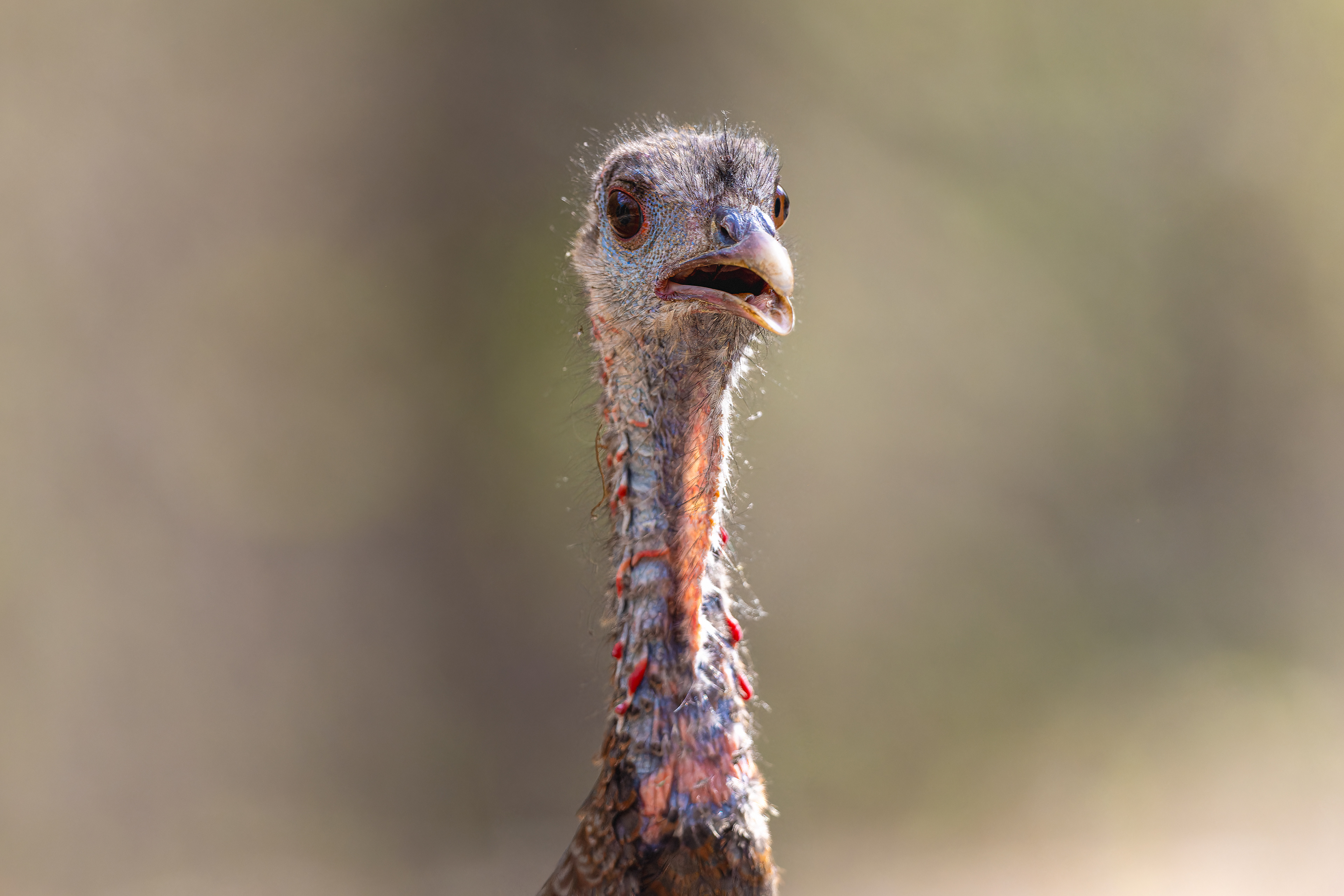 Wild Turkey - USA