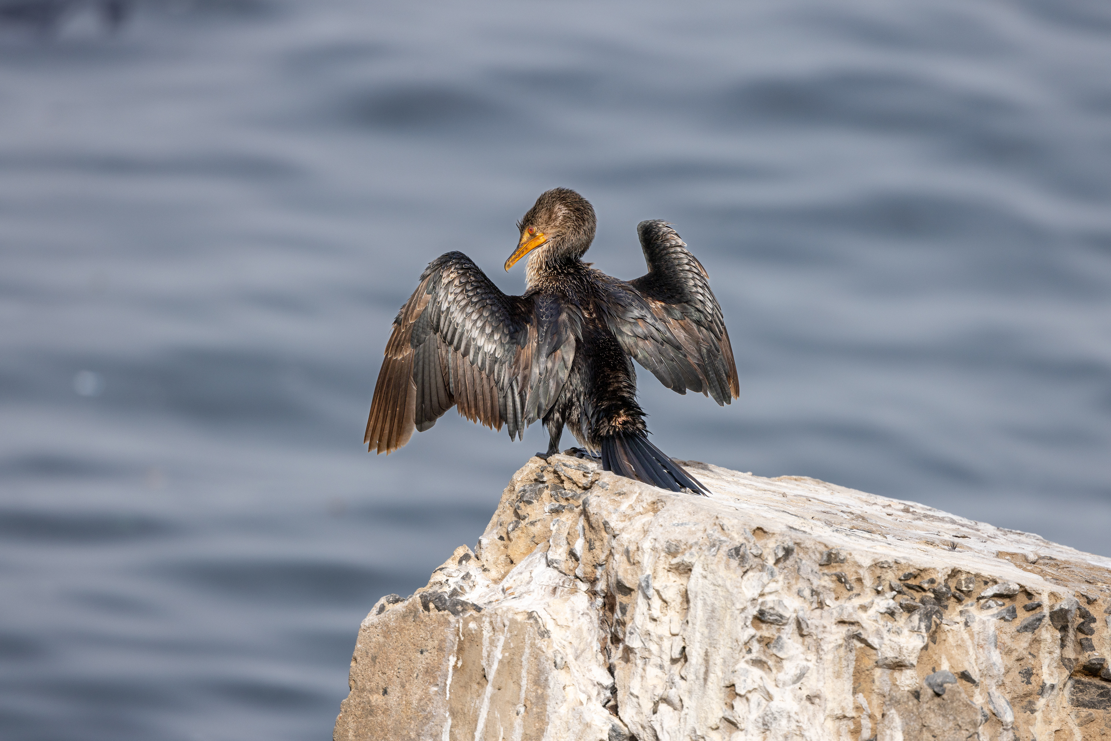 Long-tailed Cormorant - Senegal