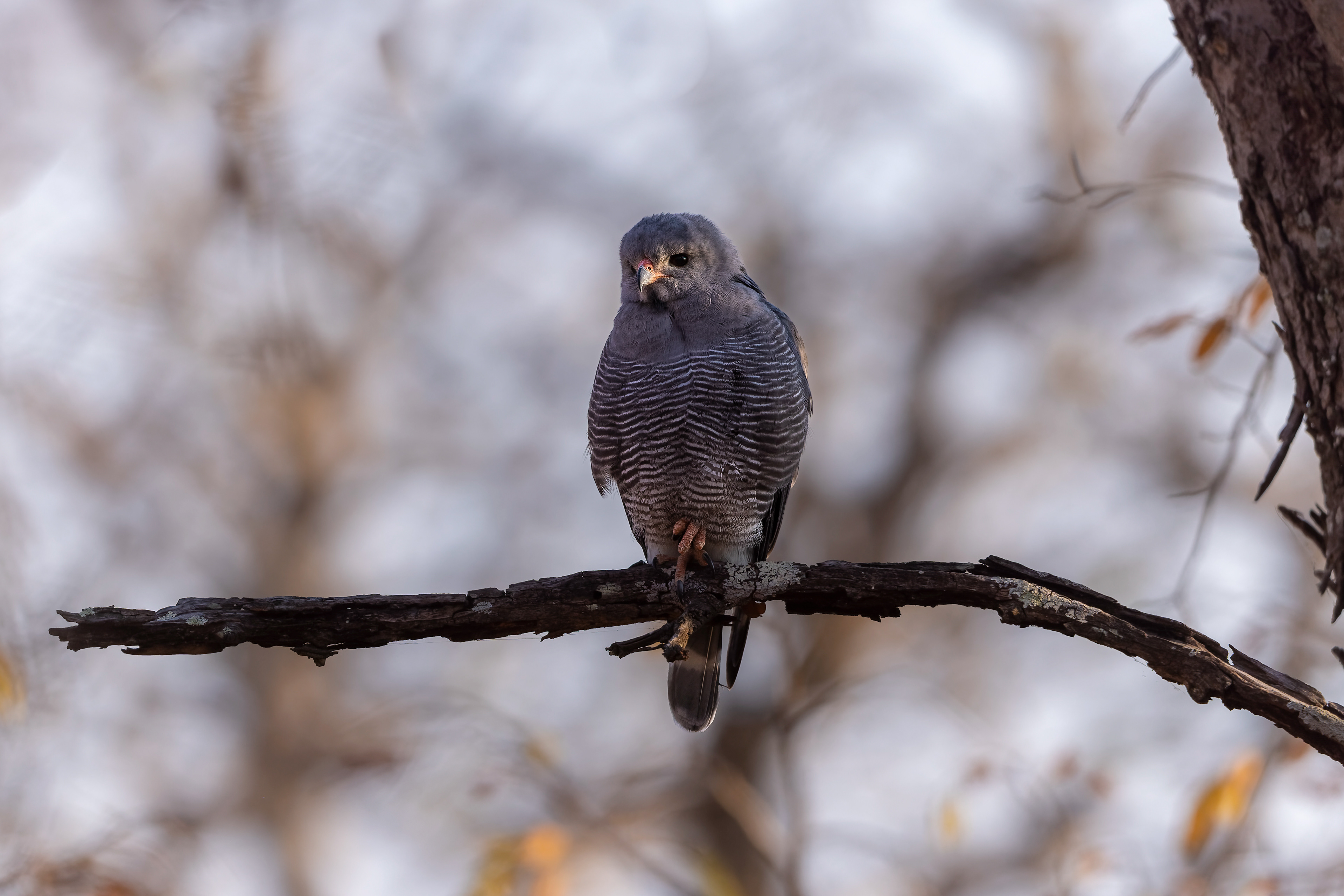 Lizard Buzzard - Botswana