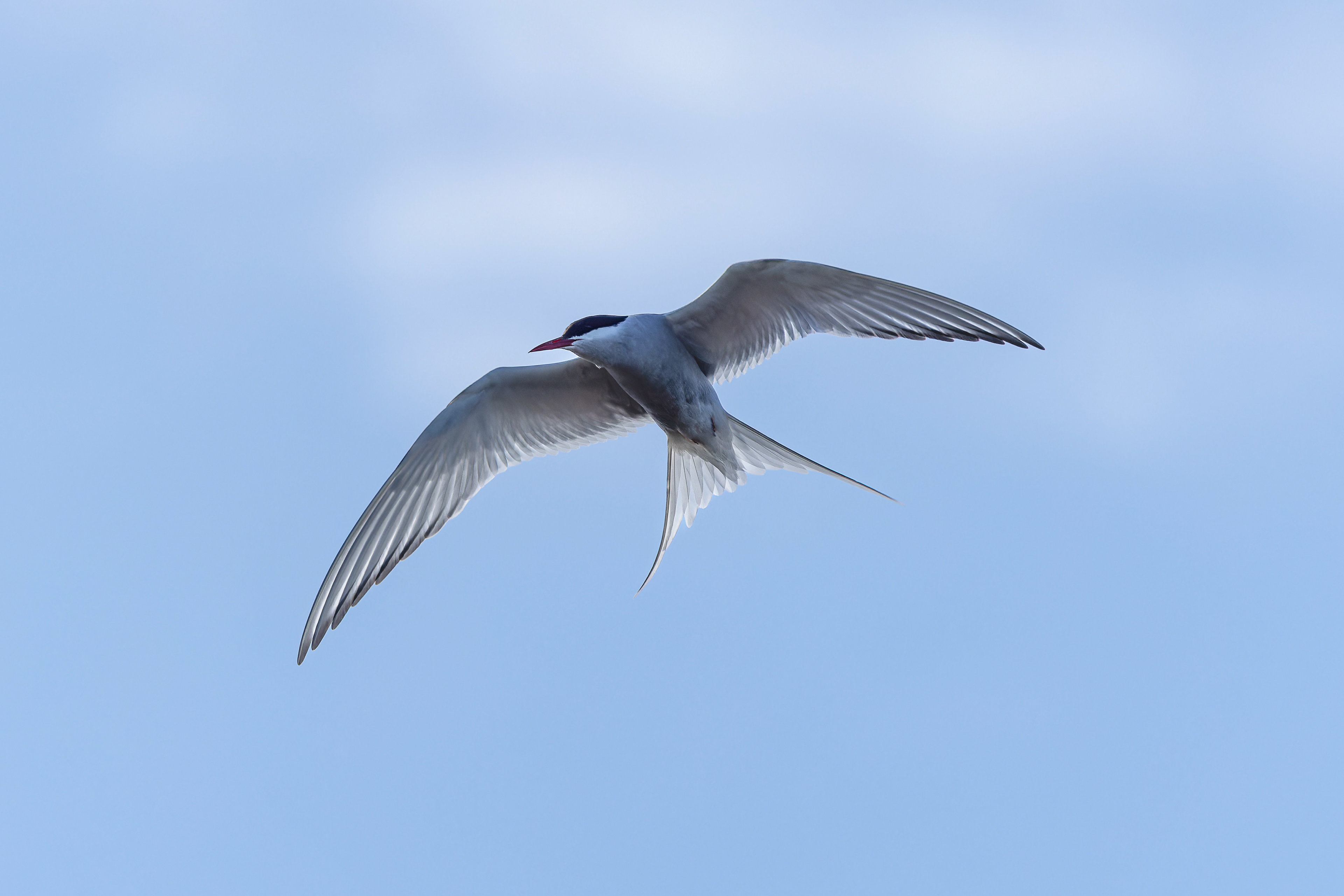 Arctic Tern - UK